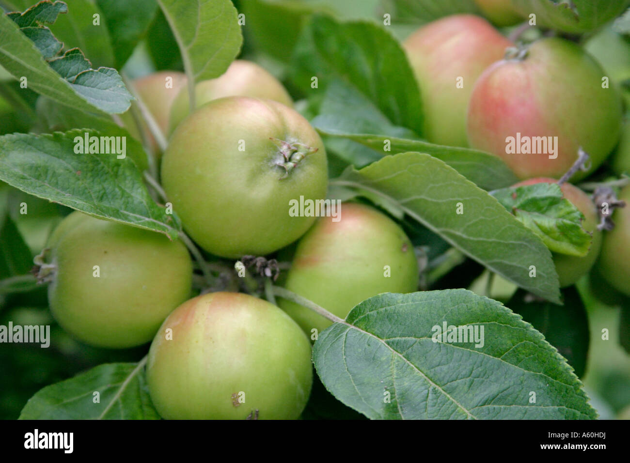 Les Meuniers Apple récolte lourde des plantules de mûrissement des fruits Banque D'Images