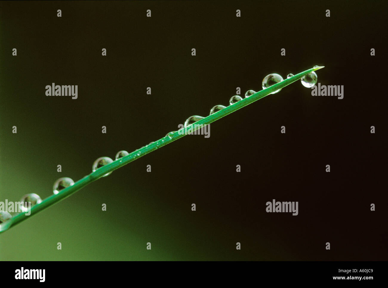 Un seul brin d'herbe a recueilli une ligne de gouttes de pluie Banque D'Images