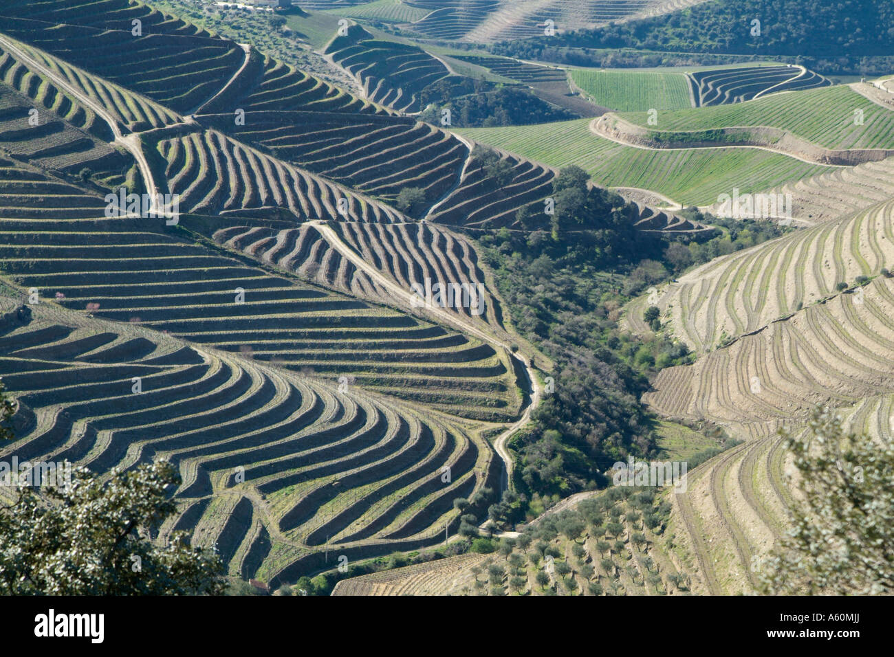 Vue de la région du Douro près de Sao Joao da Pesqueira Banque D'Images