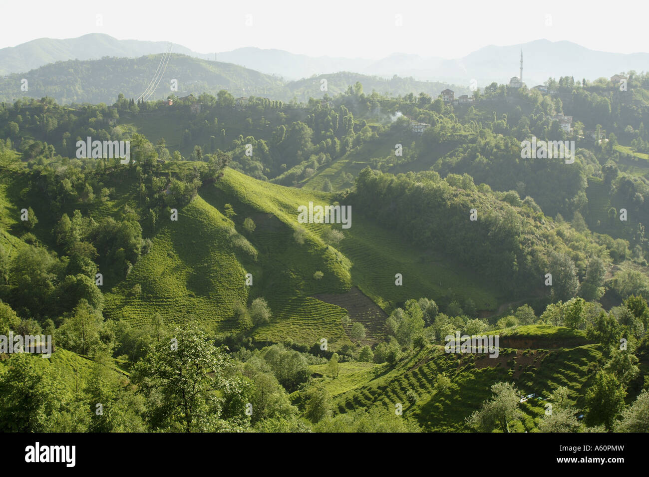 Usine de thé (Camellia sinensis, Thea sinensis, Camellia sinensis var. assamica, Thea assamica), les plantations de thé sur la montagne s Banque D'Images