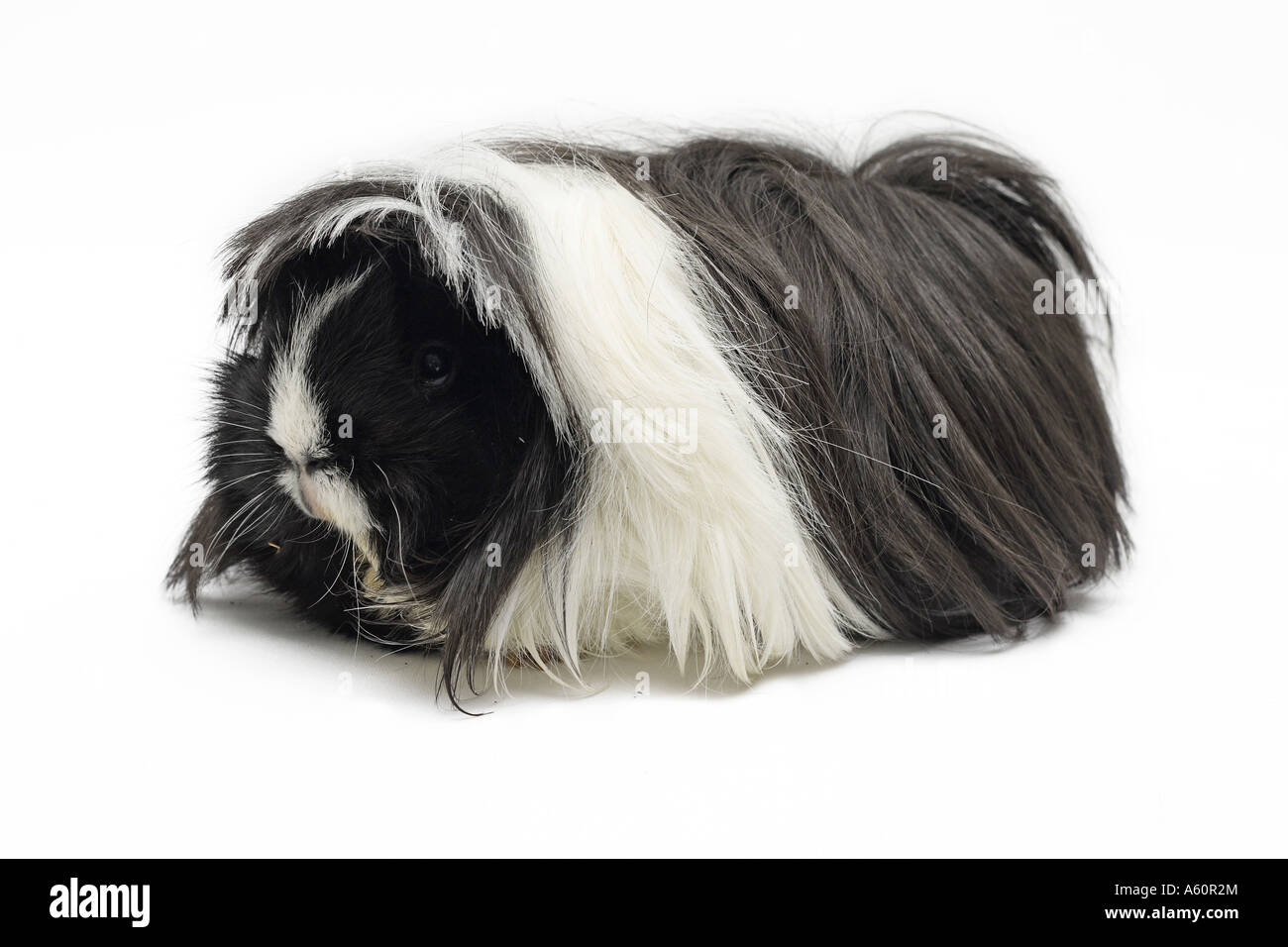 Cochon D inde Cavia Aperea Porcellus Banque De Photographies Et D 