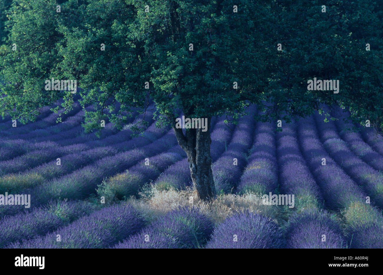 Arbre au milieu d'un champ de lavande, Plateau de Valensole, Provence, France Banque D'Images