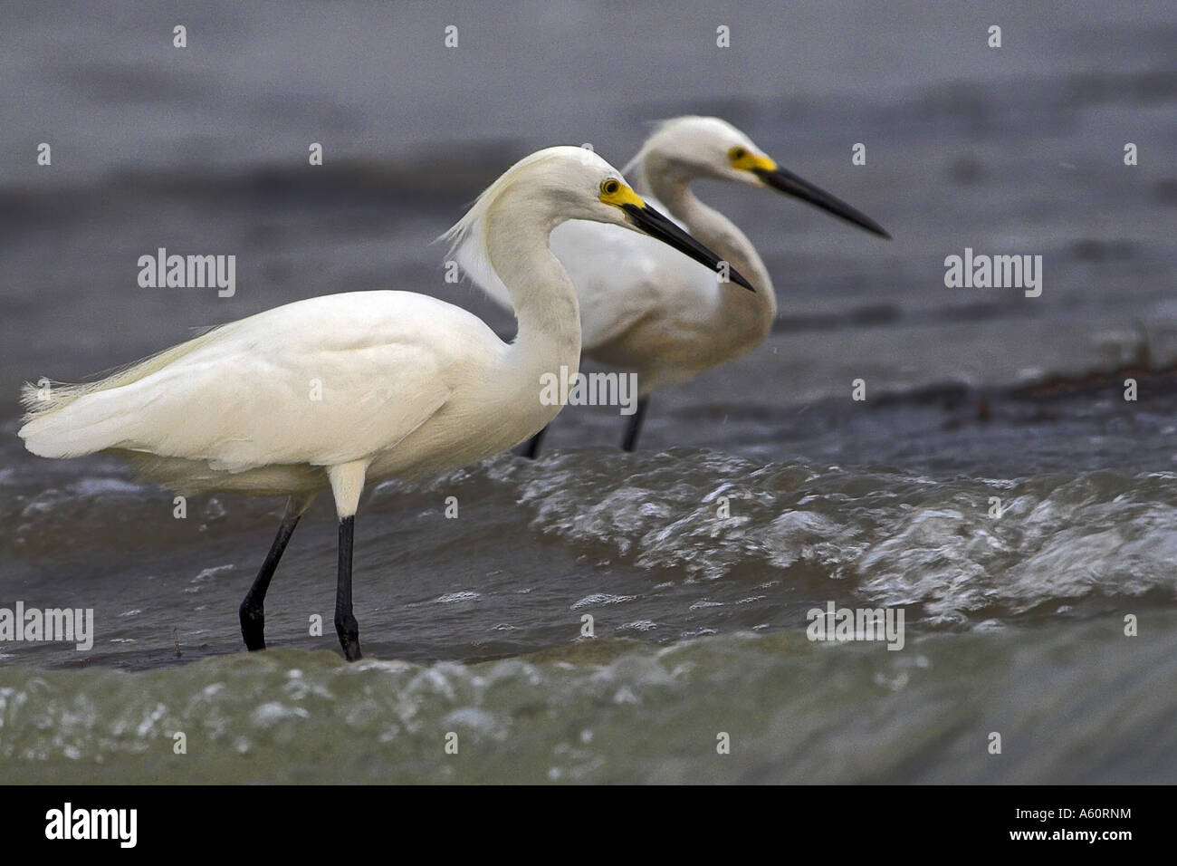 Aigrette neigeuse (Egretta thula), deux personnes sur la plage, USA, Floride, Everglades Np, Sanibel Island Banque D'Images