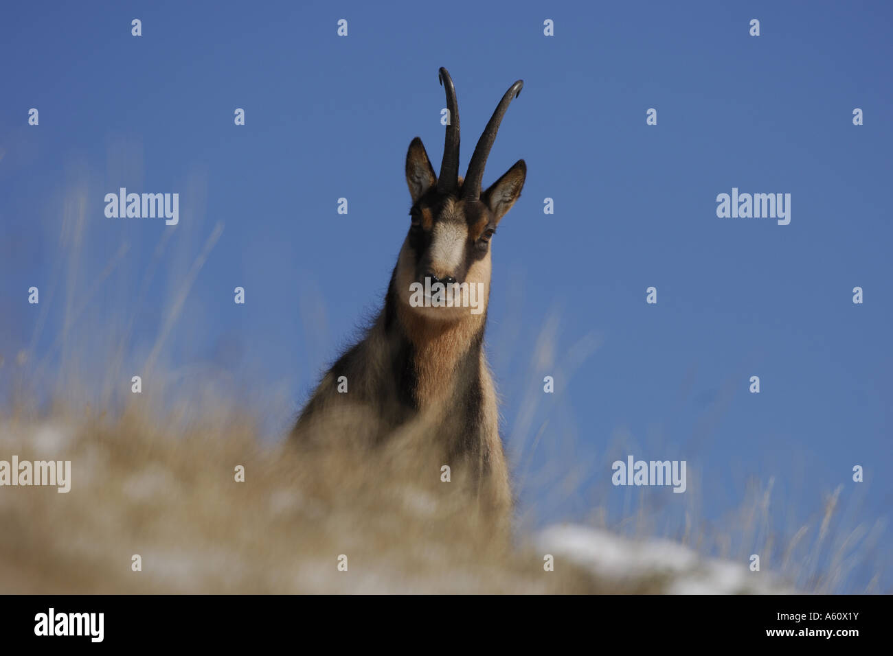 Chamois des Abruzzes, Abruzzes chamois (Rupicapra rupicapra ornata), buck close up, l'Italie, les Abruzzes, Abruzzes NP Banque D'Images