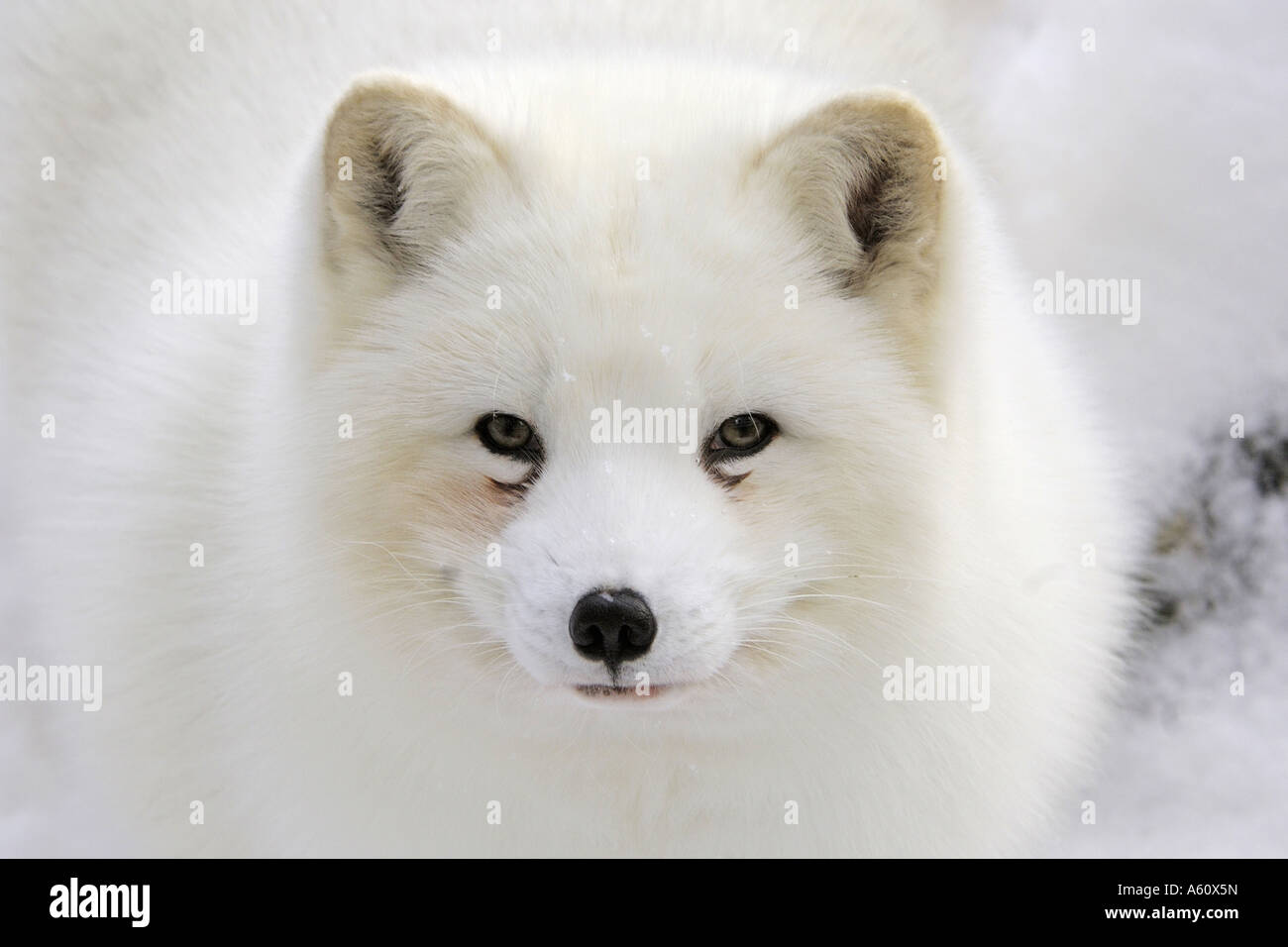 Le renard arctique (Alopex lagopus), close up Banque D'Images