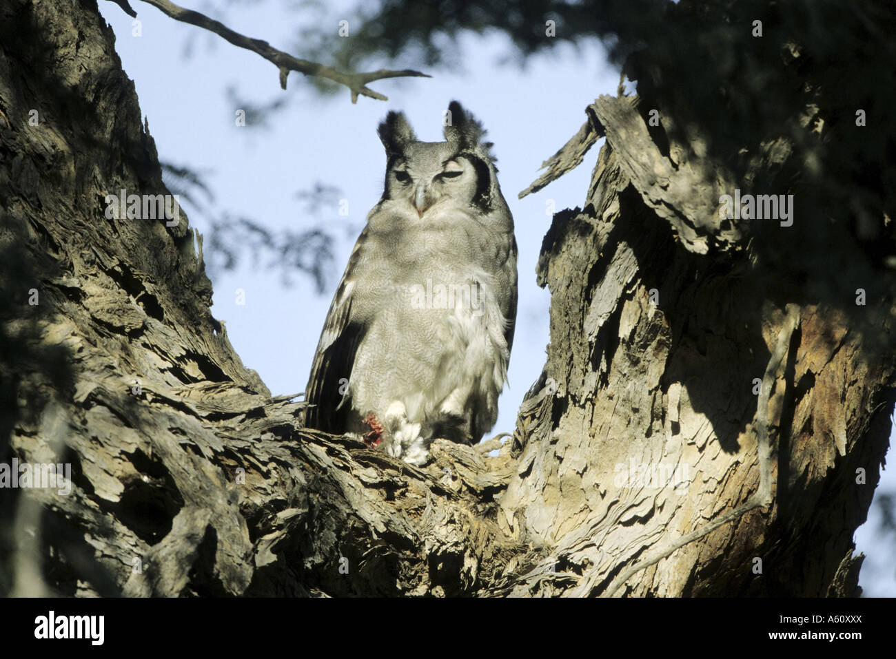 Chouette de verreaux, Giant Eagle Owl (Bubo lacteus), seul animal accroupi dans un arbre Banque D'Images