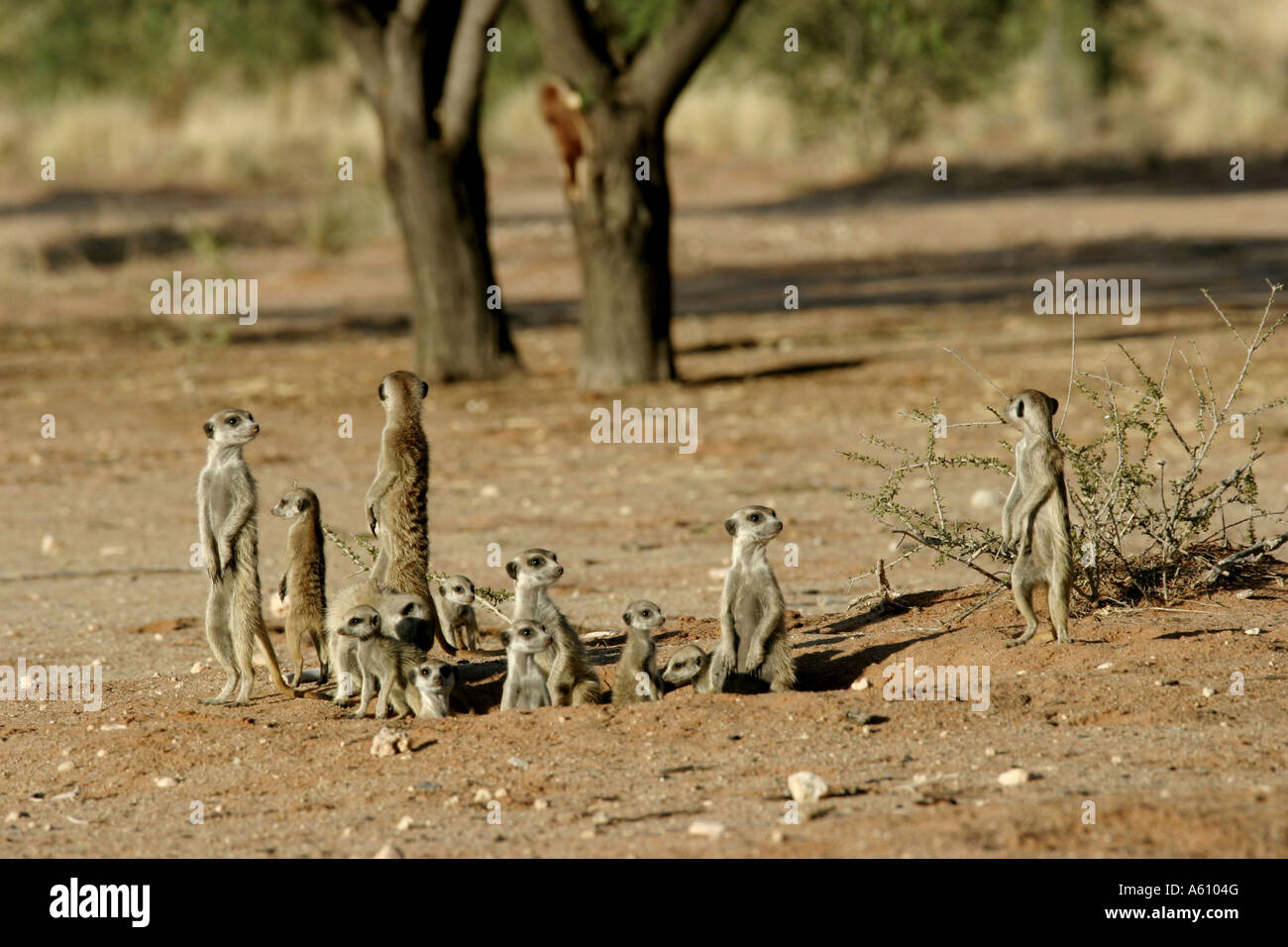 À queue fine, suricate (Suricata suricatta) suricates, famille à sa tanière, Afrique du Sud Banque D'Images
