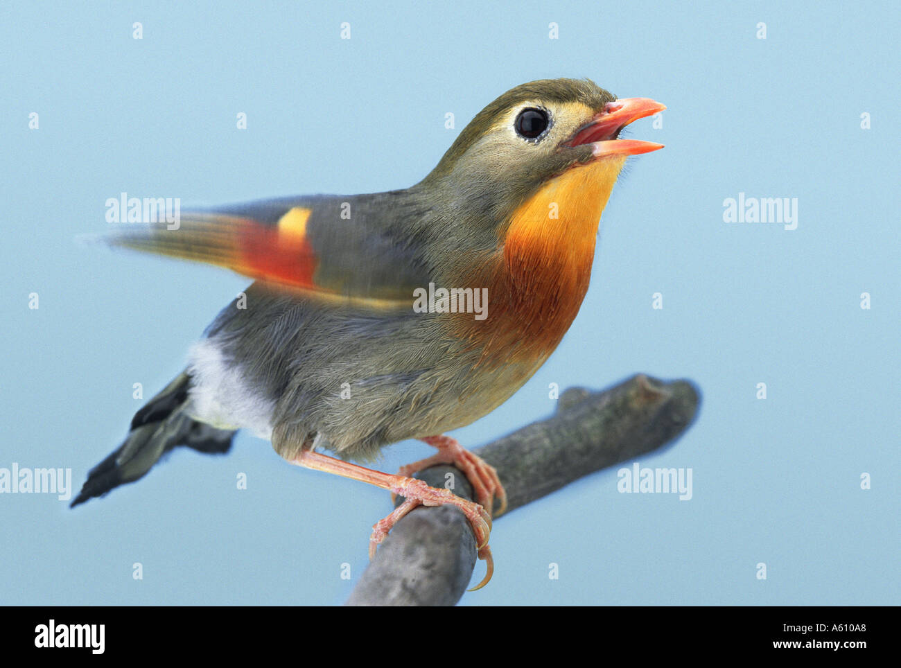 Broutement Pekin nightingale Banque D'Images