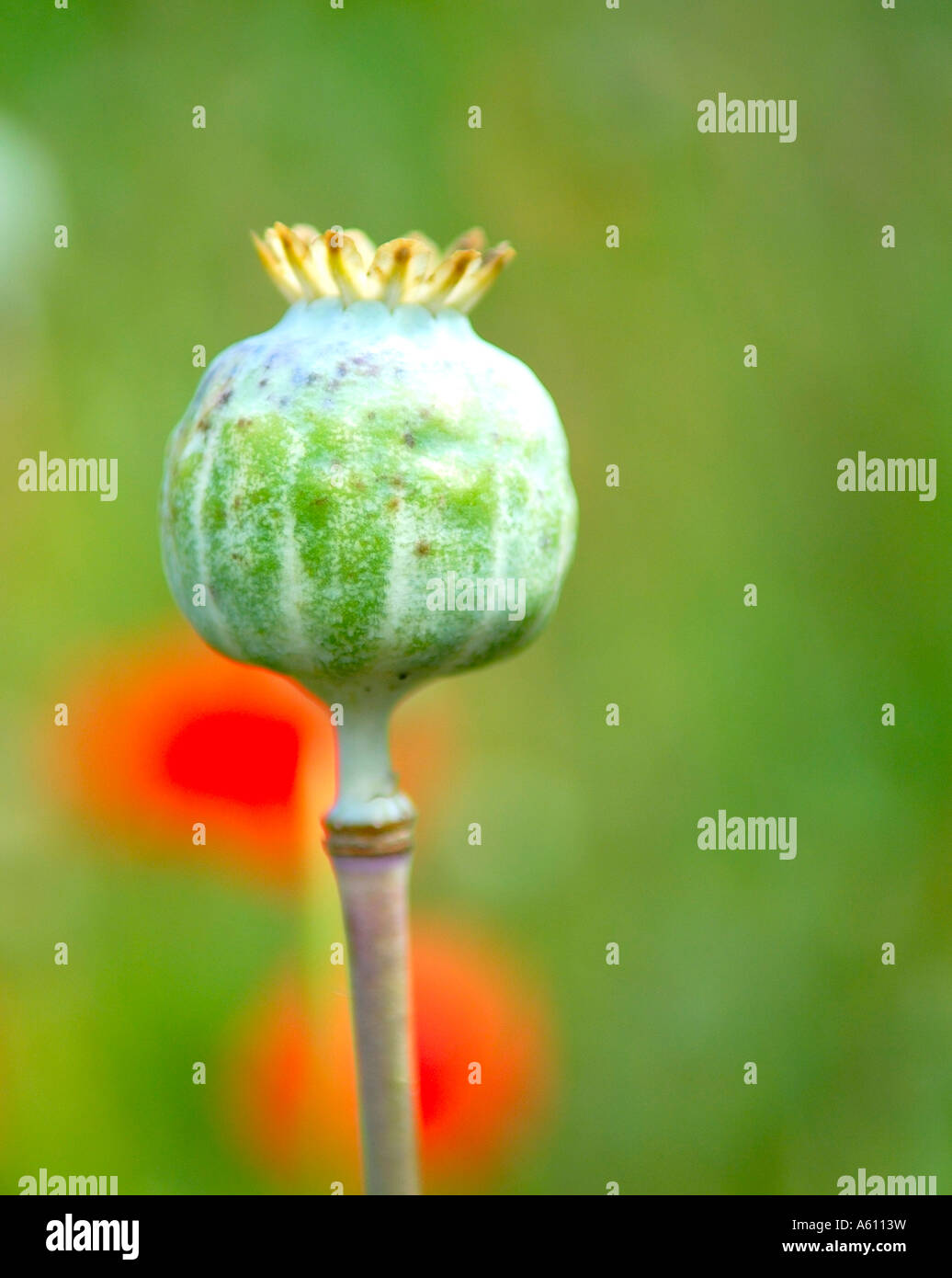 Close-up of Poppy Bud. Photographié au jardin botanique d'Oxford, UK United Kingdom Banque D'Images