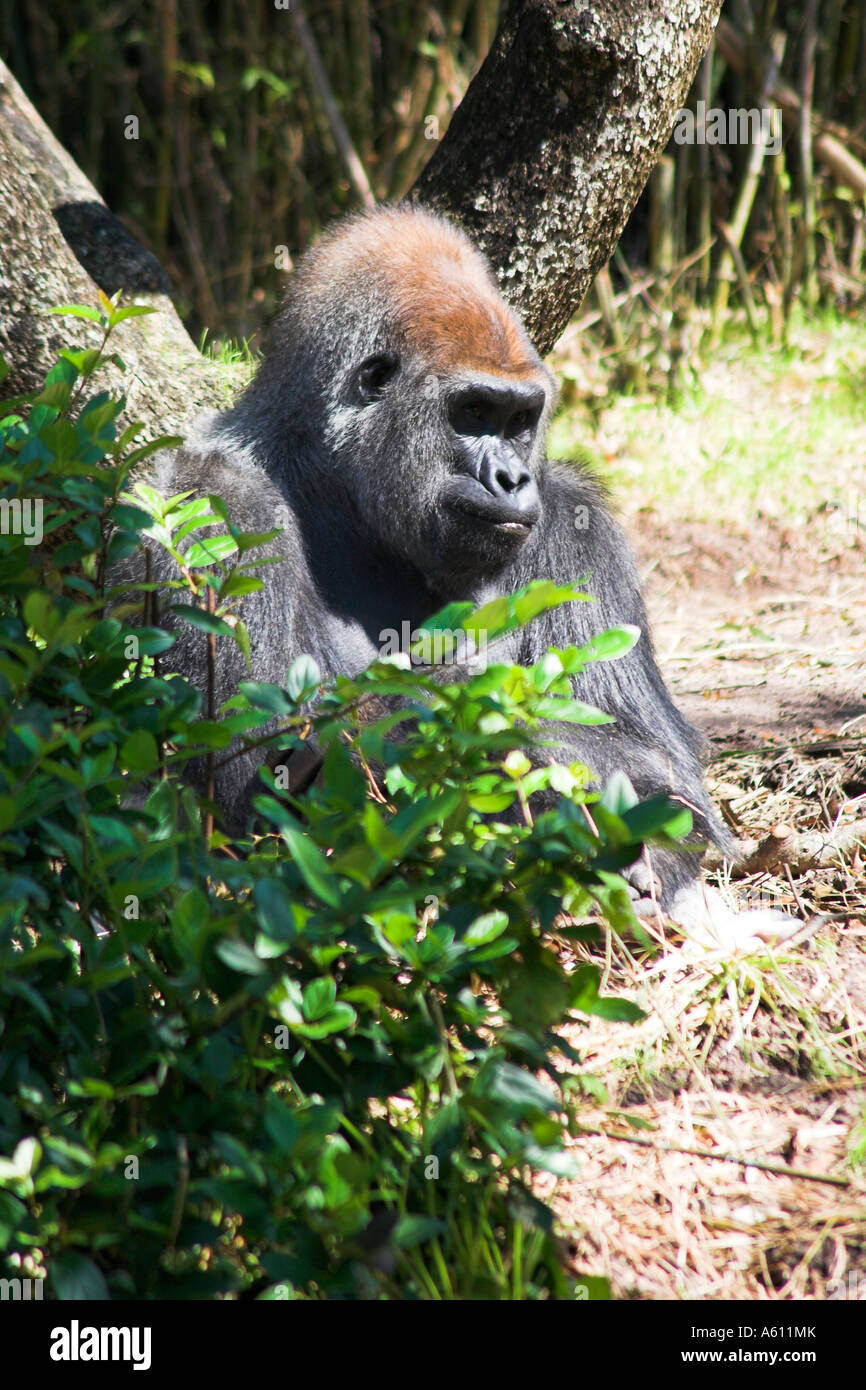 Gorille, Animal Kingdom, Orlando, Floride, USA Banque D'Images