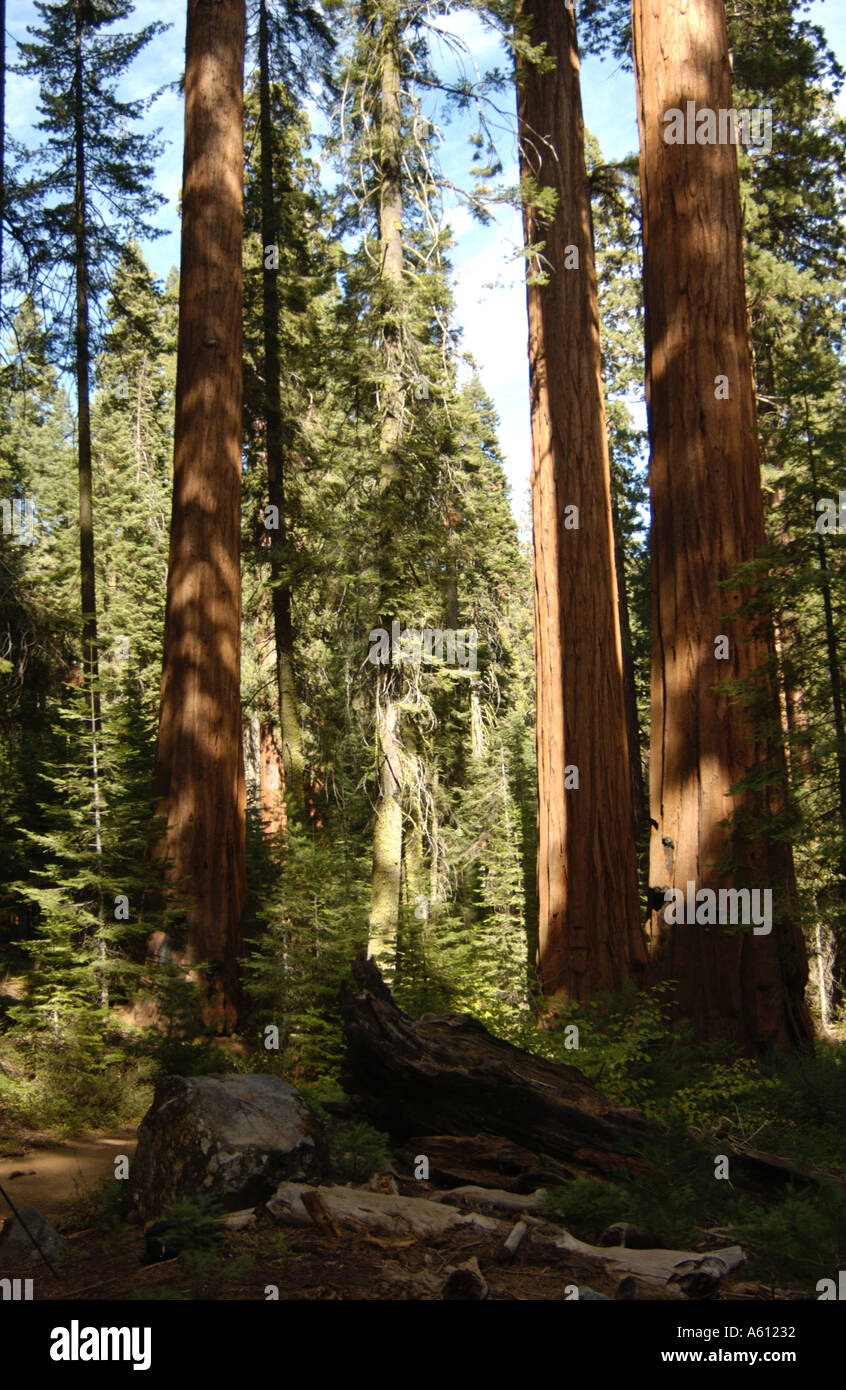 Nature de la Californie sequoia national park USA Banque D'Images
