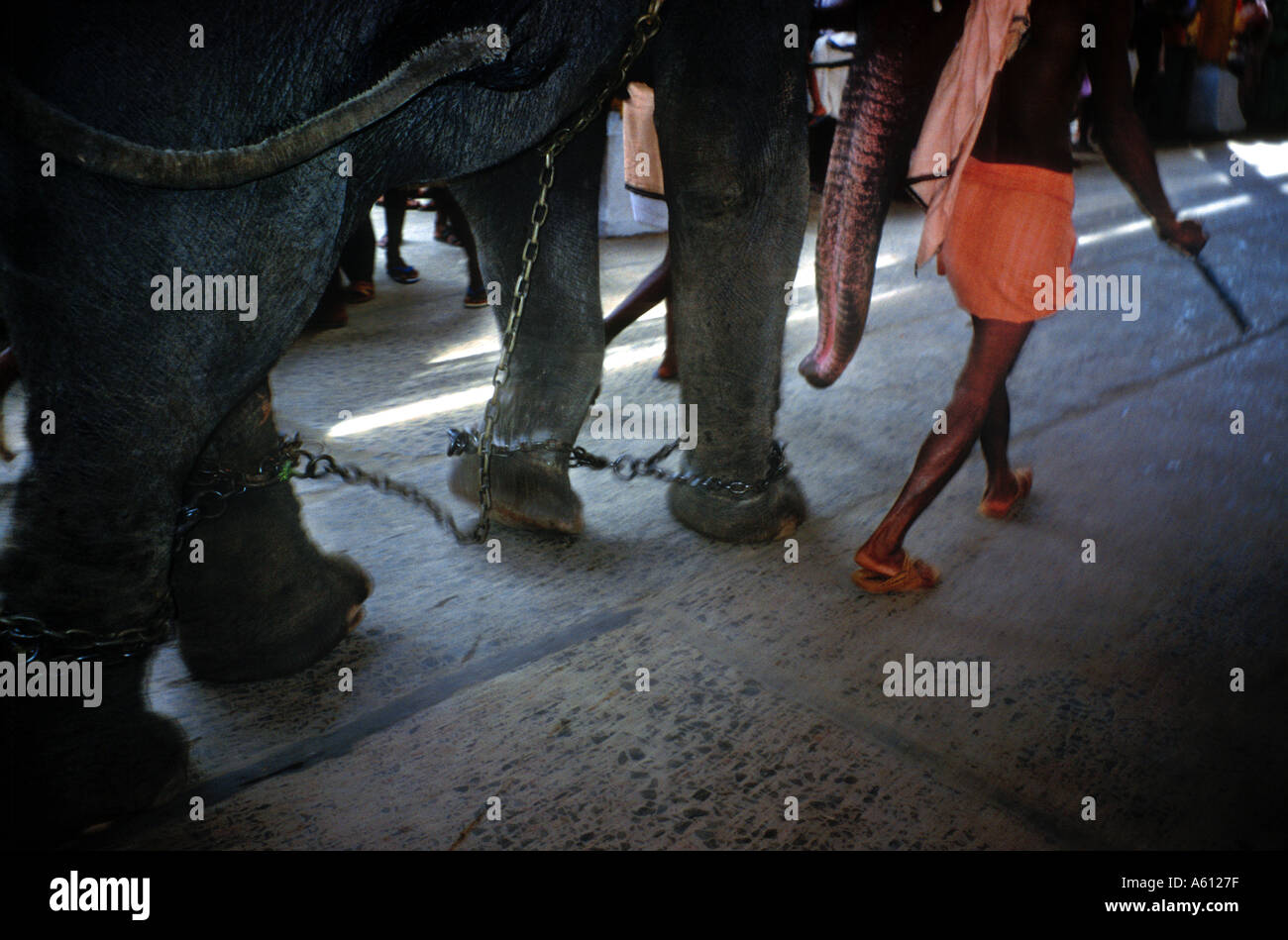 Eléphant en chaînes avec son gardien du sud de l'Inde Banque D'Images