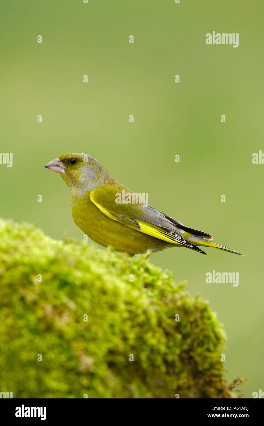 Verdier d'Europe (Carduelis chloris), homme, sur la pierre moussue Banque D'Images