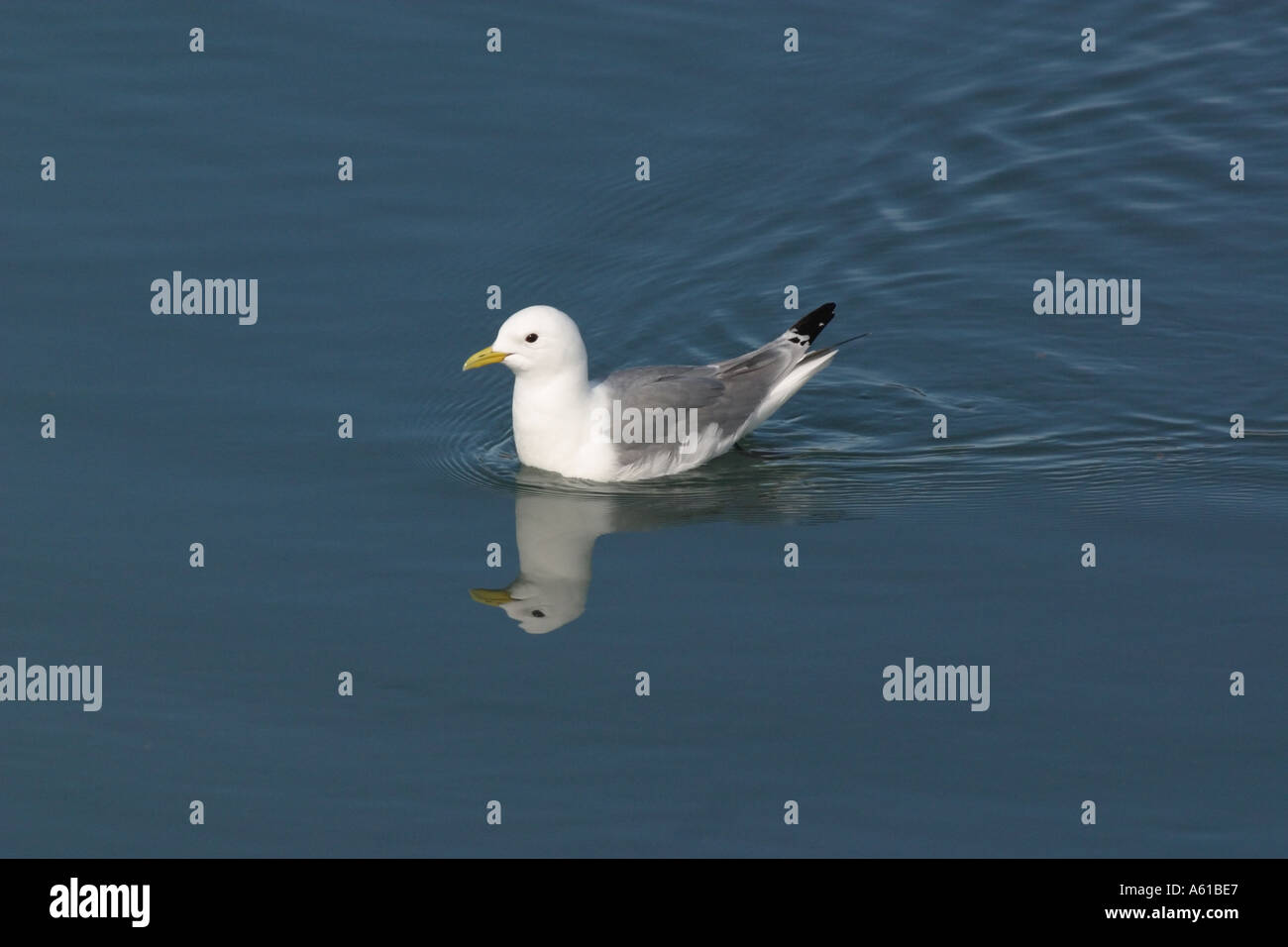 Thulé Groenland Kittiwake Banque D'Images