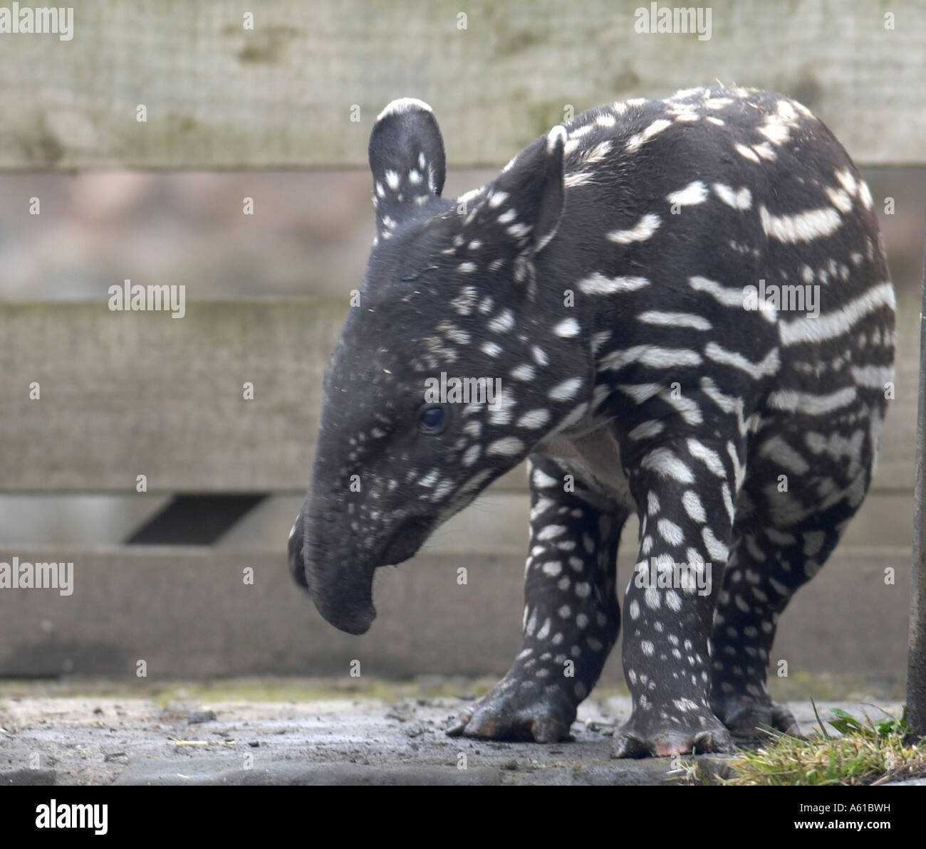 Bébé tapir (Tapirus indicus) seulement quelques semaines au zoo Banque D'Images