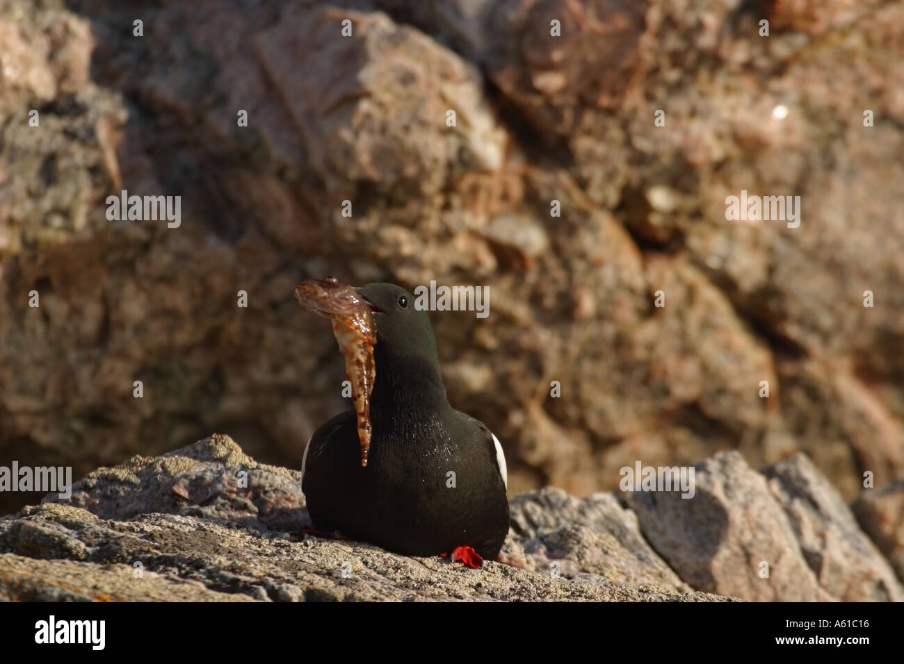 Guillemot Thule Greenland Banque D'Images