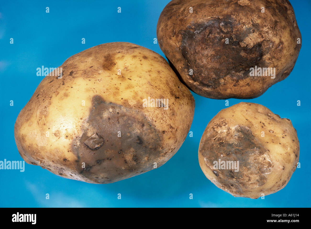La Pourriture Molle Bacterienne Sur Les Tubercules De Pommes De Terre Photo Stock Alamy