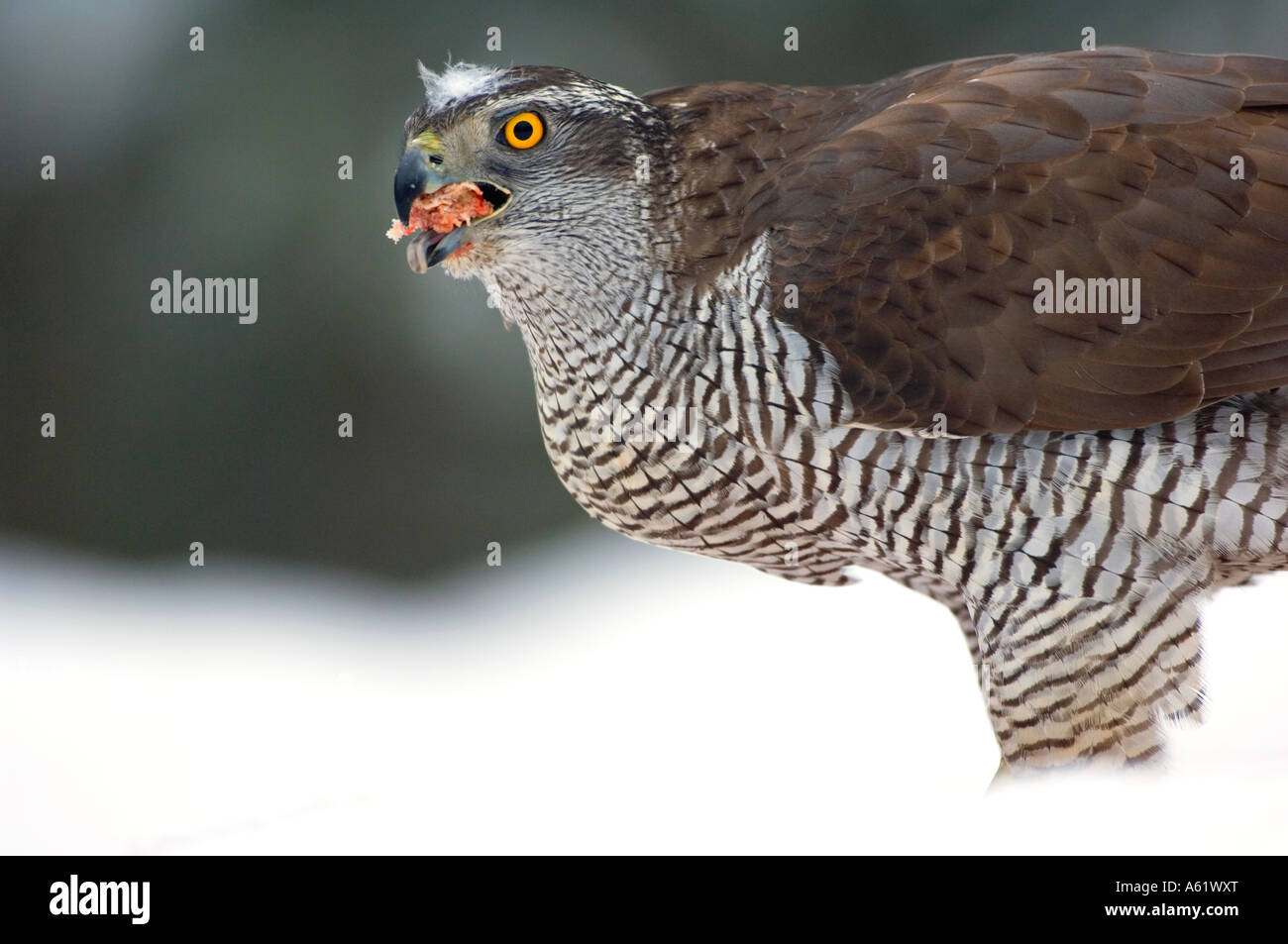 Autour des palombes femelle adulte d'oiseaux sauvages - prises d'un hide Accipiter gentilis Kouvola - Le Sud de la Finlande - Europe Banque D'Images