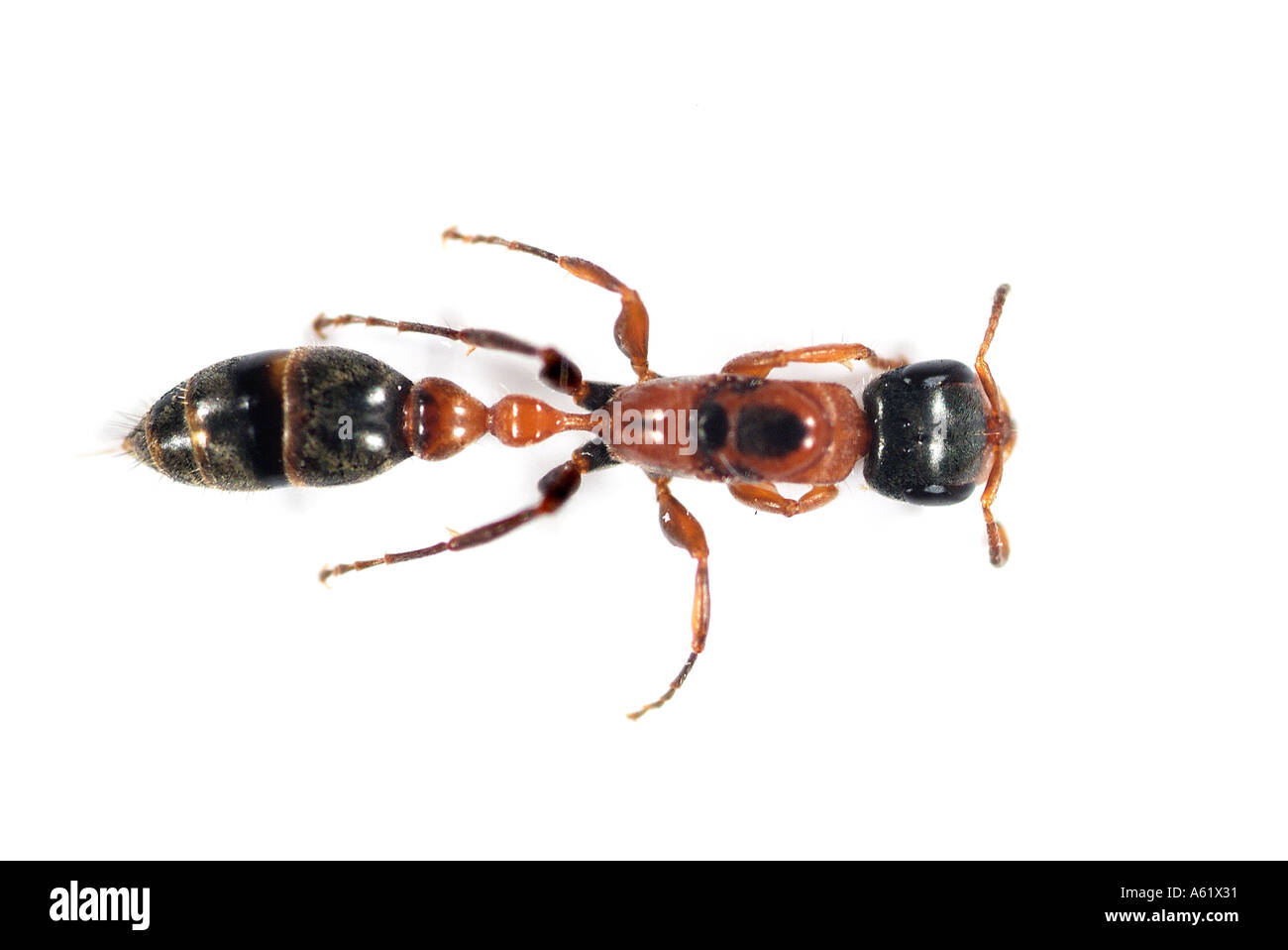 Les insectes Les insectes guêpes guêpes aptères Banque D'Images