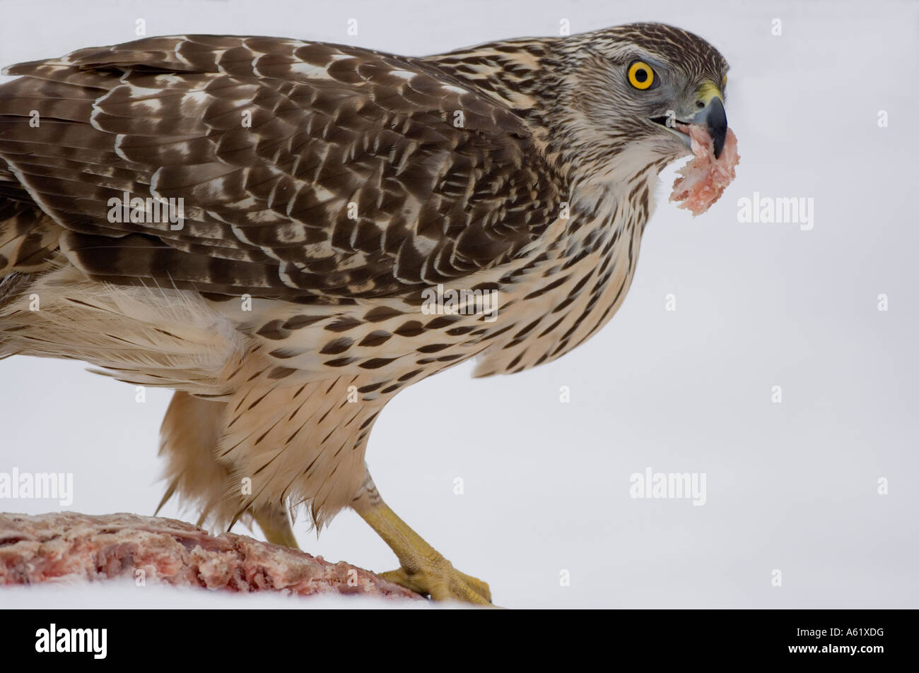 Les juvéniles Autour des palombes (Accipiter gentilis) prises d'oiseaux sauvages d'un hide Kouvola - Le Sud de la Finlande - Europe Banque D'Images