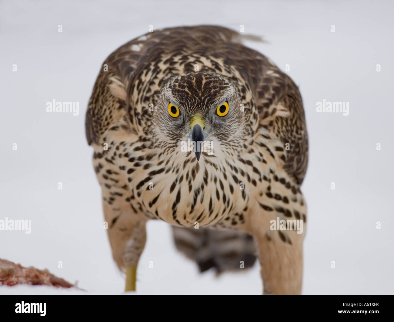 Autour des palombes, Accipiter gentilis juvénile Kouvola - Le Sud de la Finlande - Europe Banque D'Images
