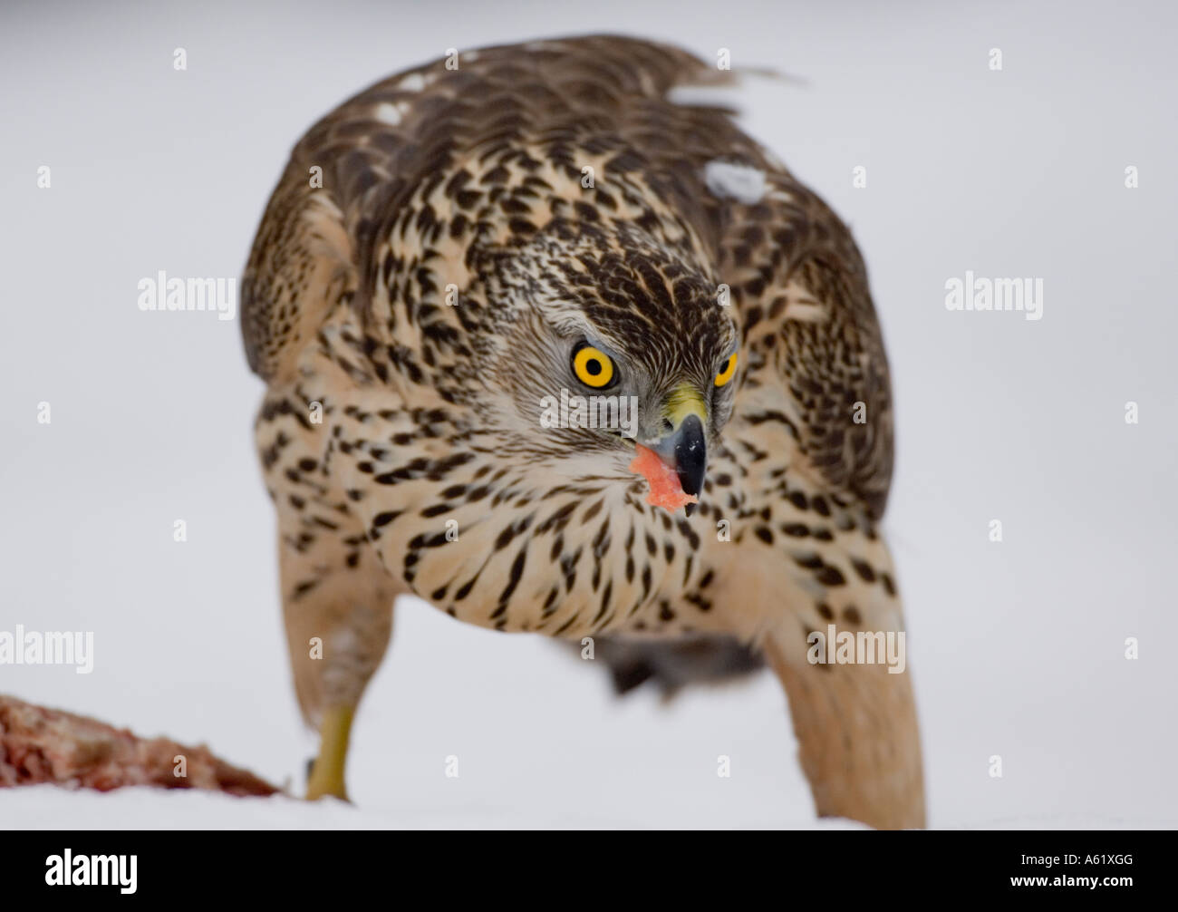 Autour des palombes, Accipiter gentilis juvénile Kouvola - Le Sud de la Finlande - Europe Banque D'Images