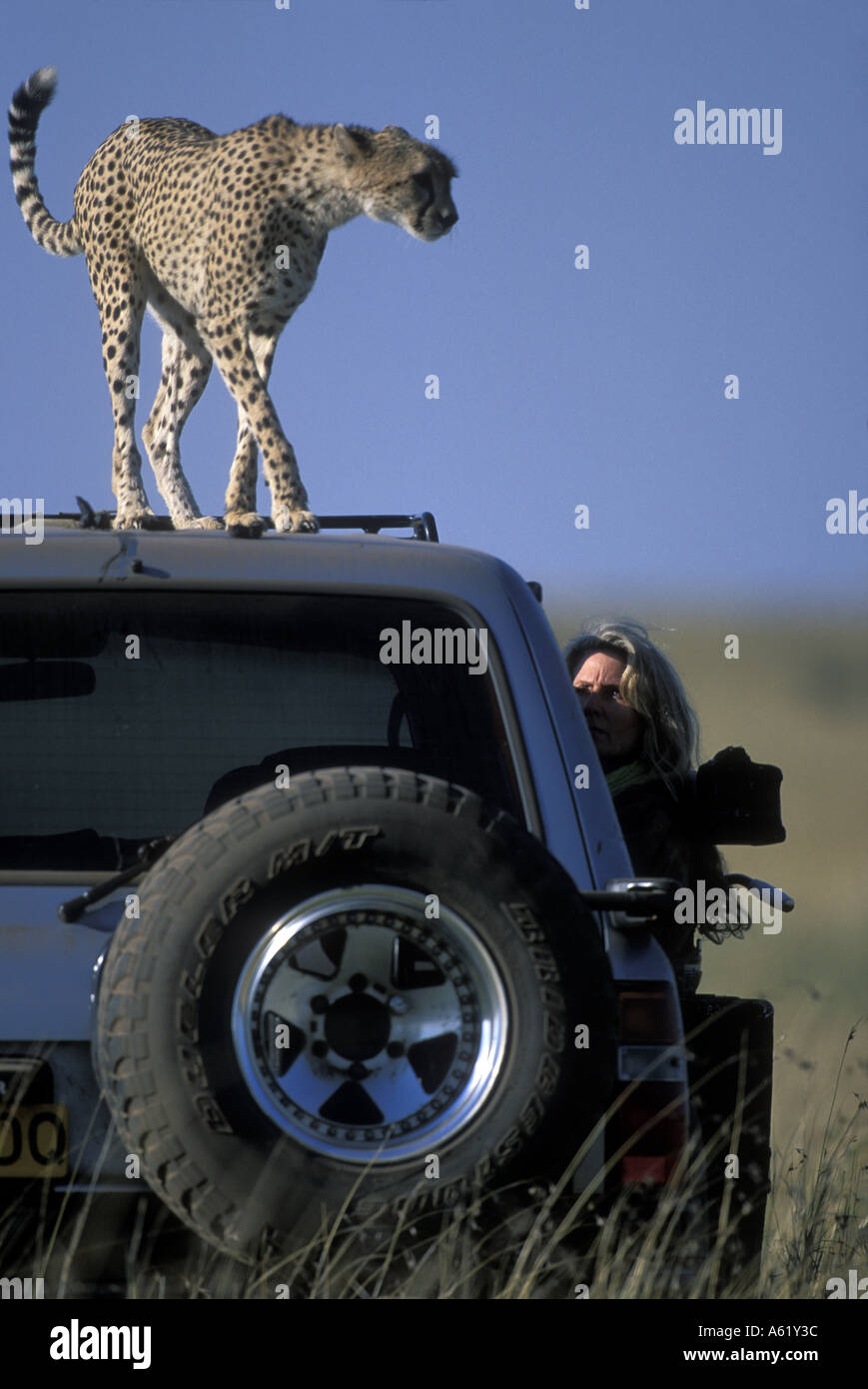 Kenya Masai Mara femme adulte Cheetah Acinonyx jubatas debout sur le toit du photographe s camion safari Banque D'Images
