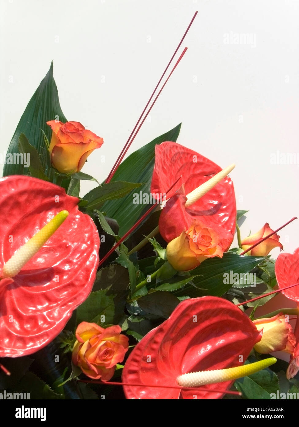 Composition anthirium rouge sur fond blanc Banque D'Images