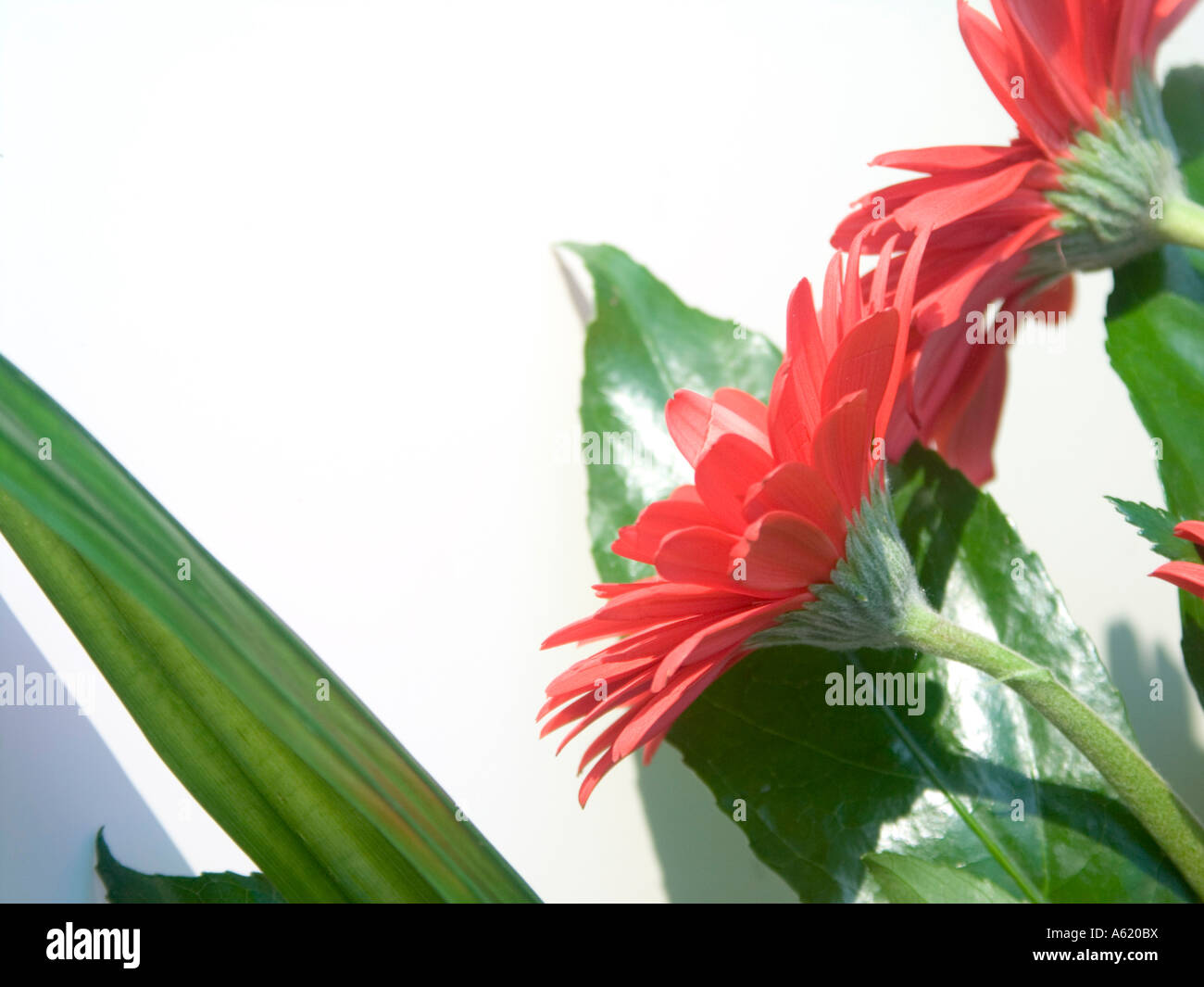 Fleur rouge sur fond blanc - Gerbera Gerbera jamesonii Banque D'Images