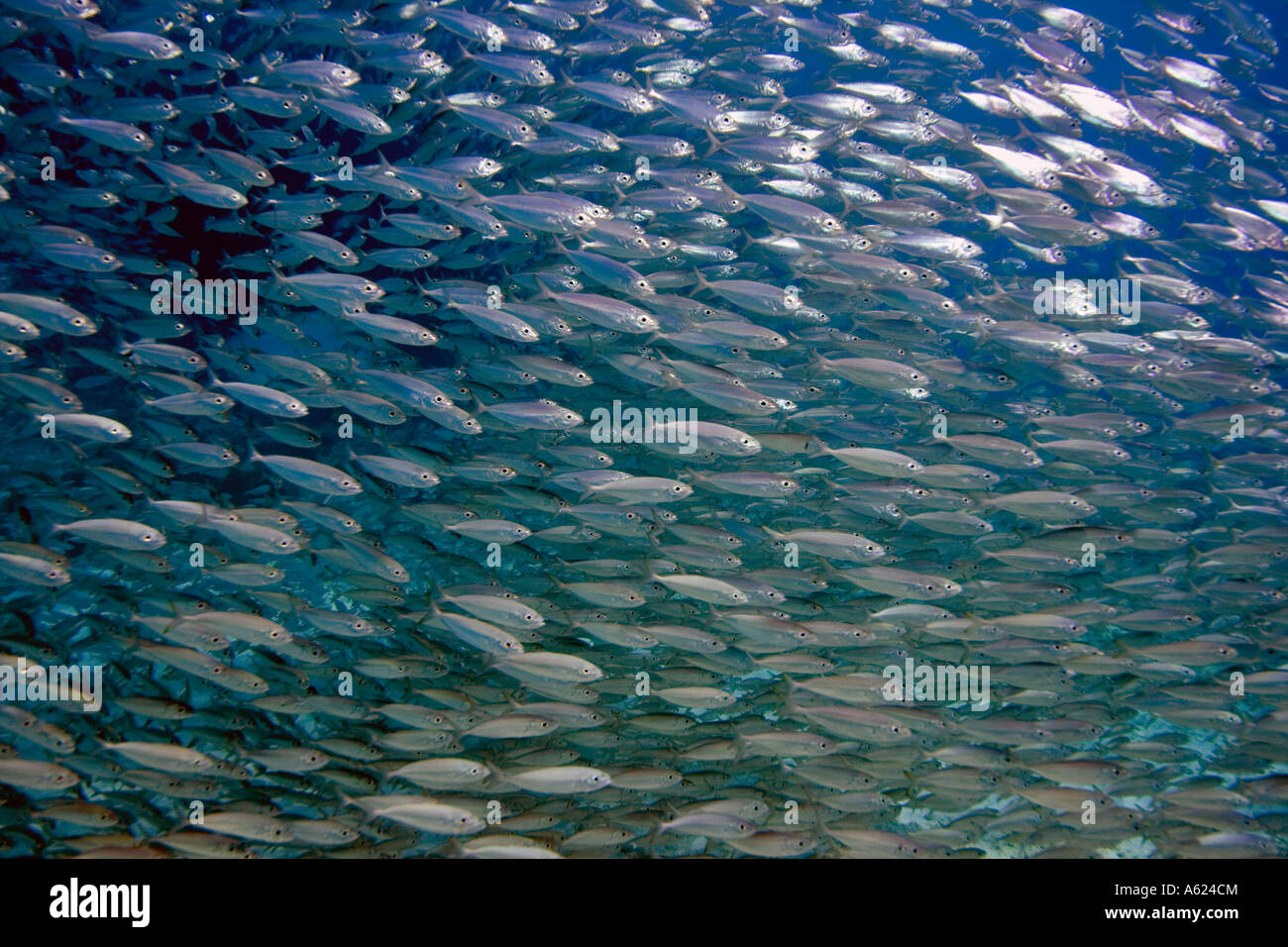 Poisson d’argent Banque D'Images