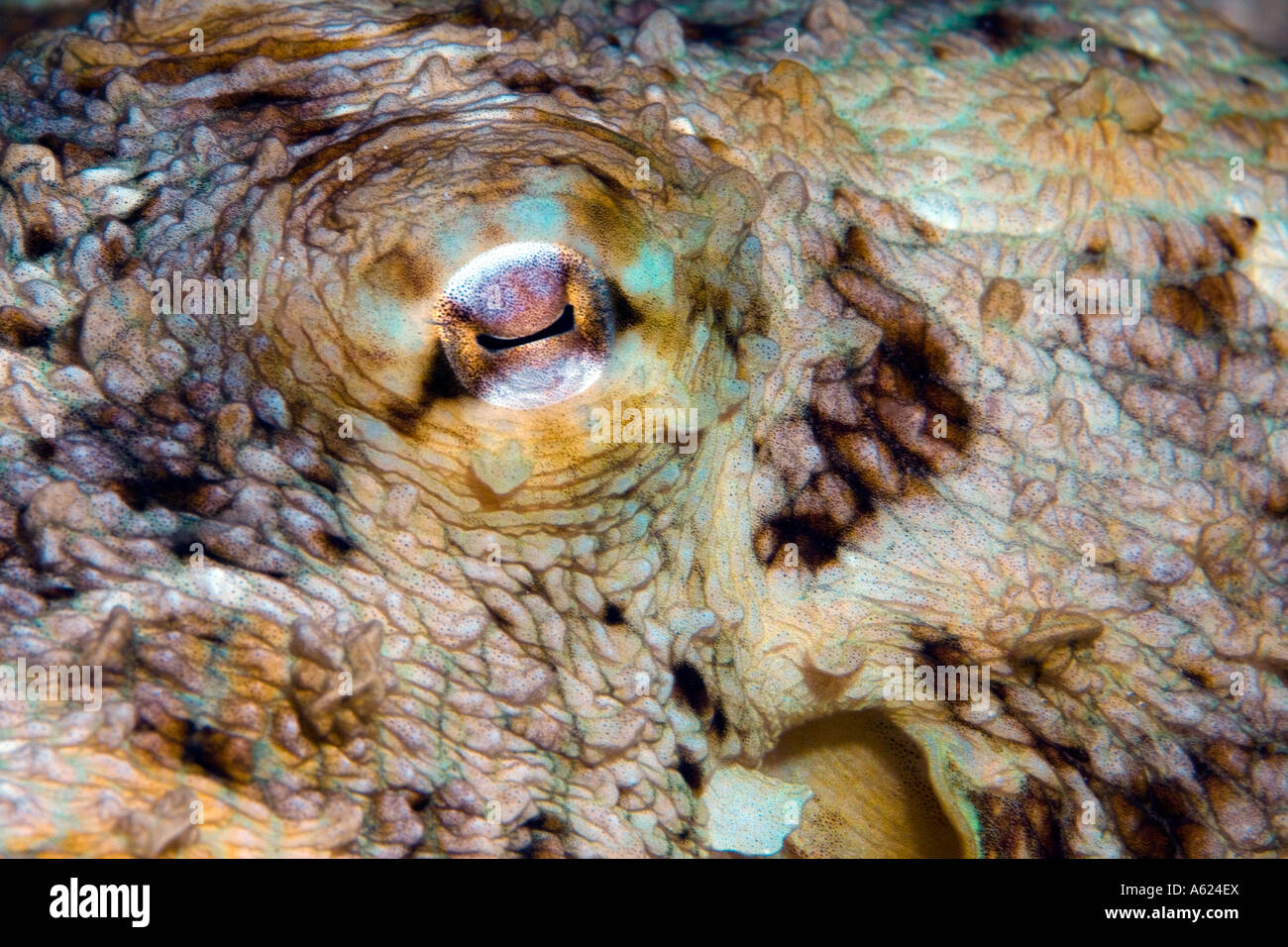 L'œil de la pieuvre in close up Banque D'Images