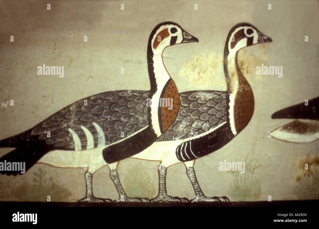 Fresque représentant deux oies égyptiennes de Menidum 2650BC Musée égyptien des antiquités Le Caire Égypte Banque D'Images