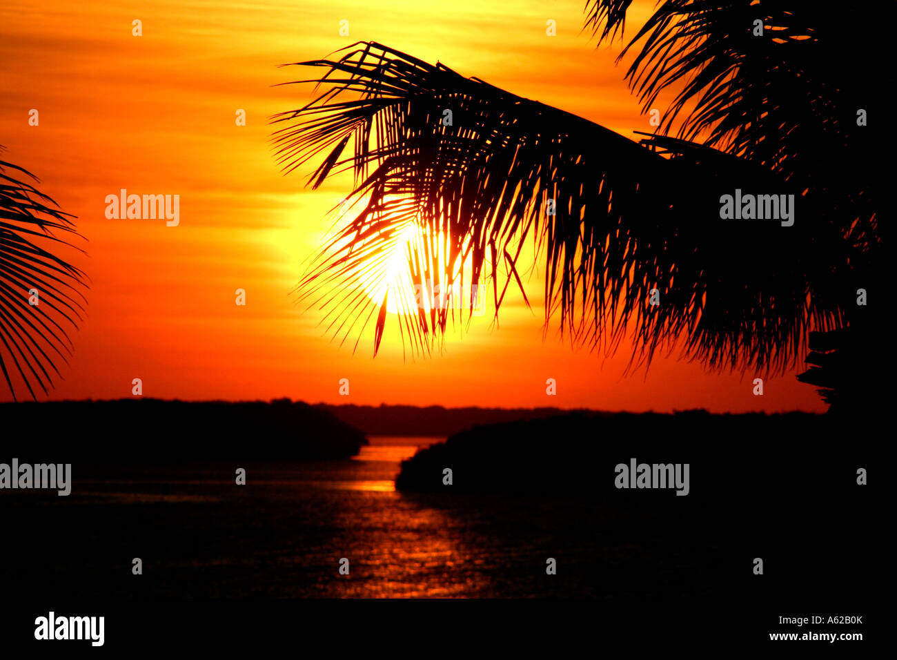 Bien bien passer un palmier qu'il établit dans les Florida Keys. Banque D'Images