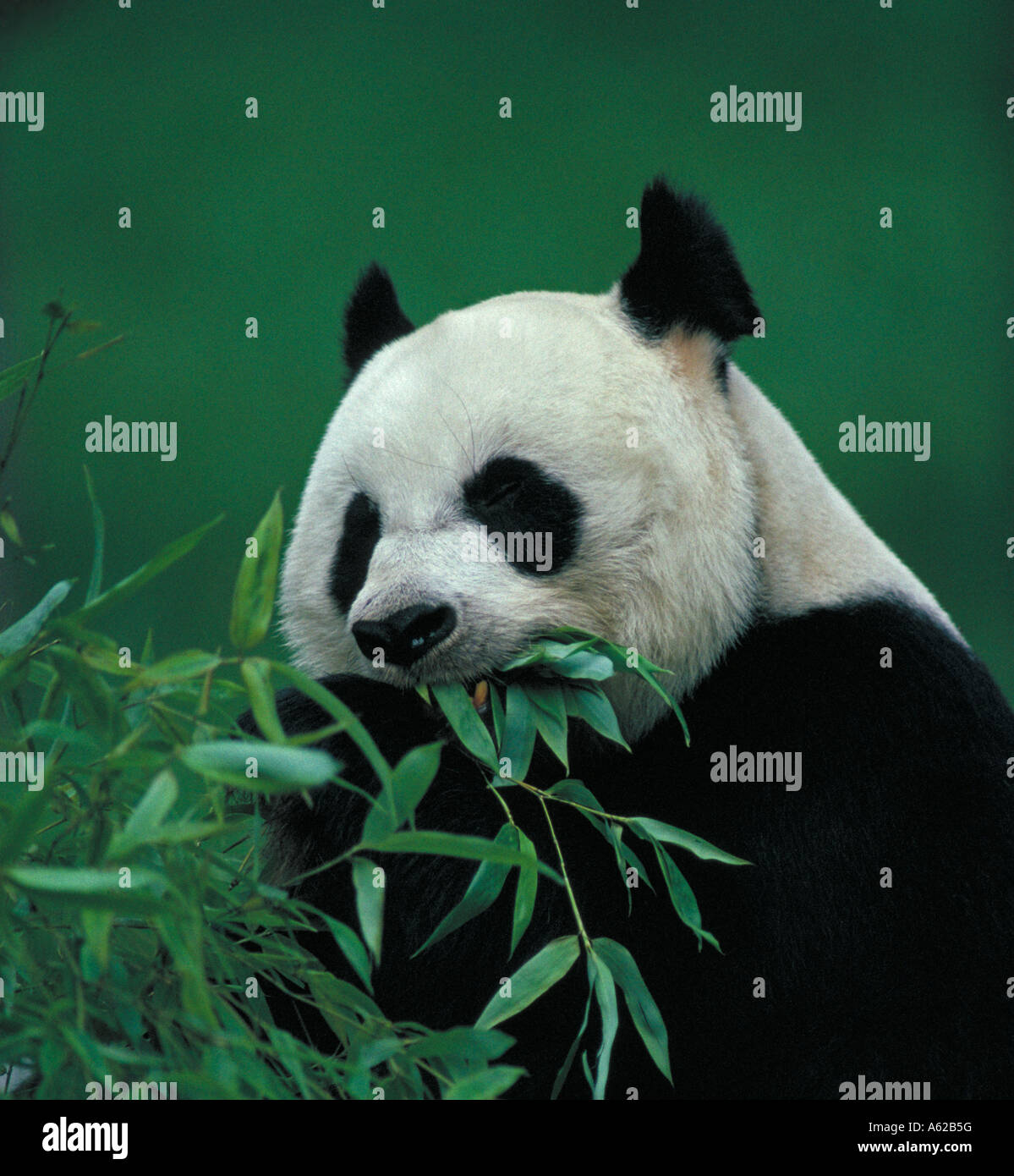 Panda géant Ailuropoda melanoleuca en captivité Banque D'Images