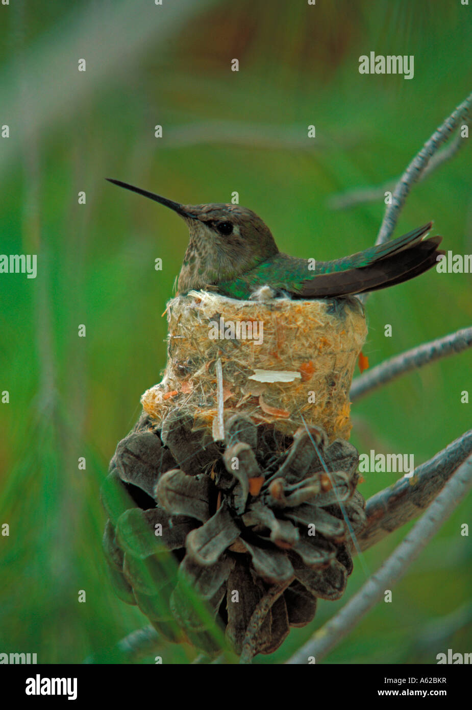 Anna Calypte anna s Hummingbird femelle sur son nid en Arizona Banque D'Images