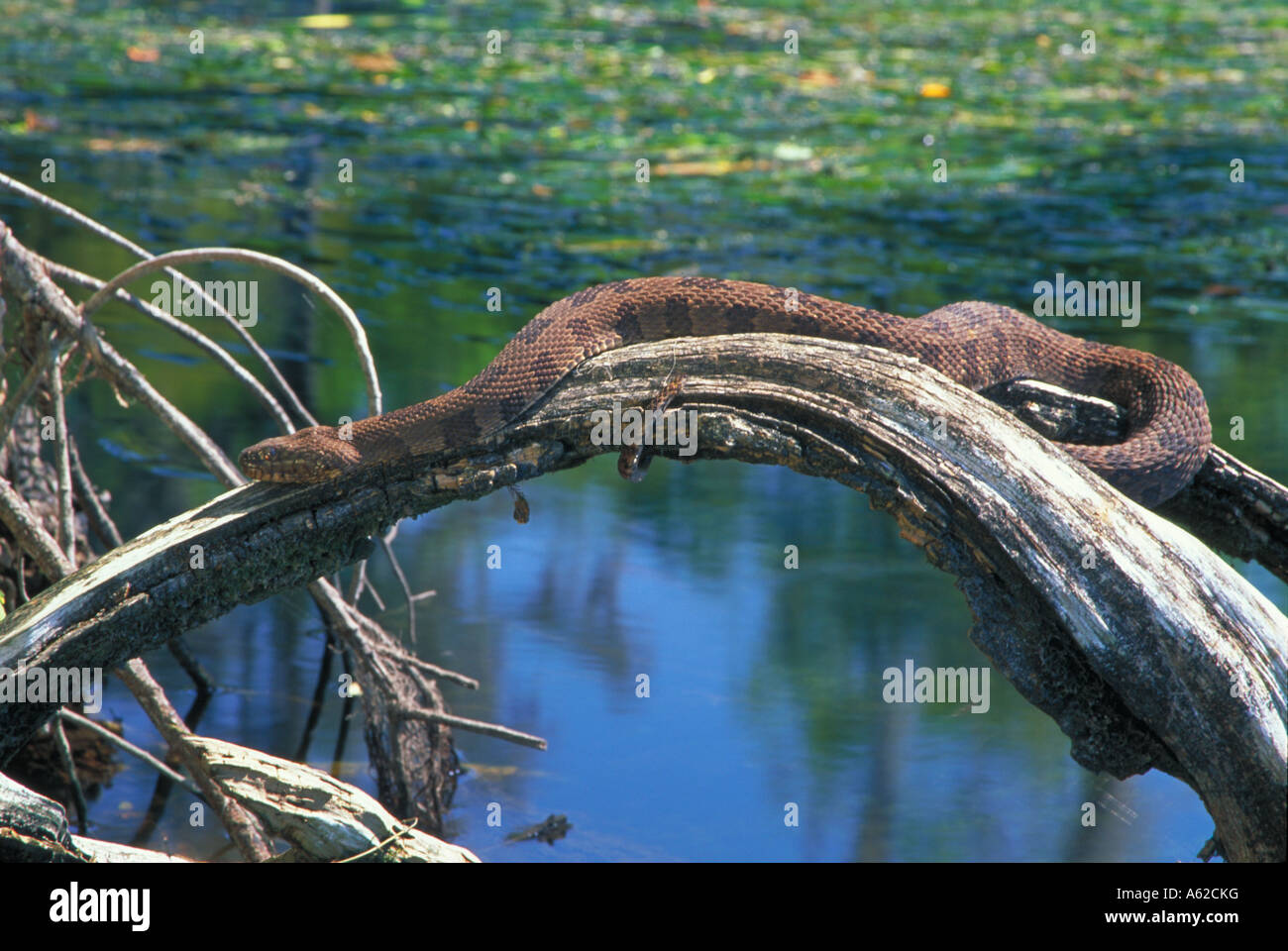 Brown Serpent Natrix taxispilota Florida Banque D'Images