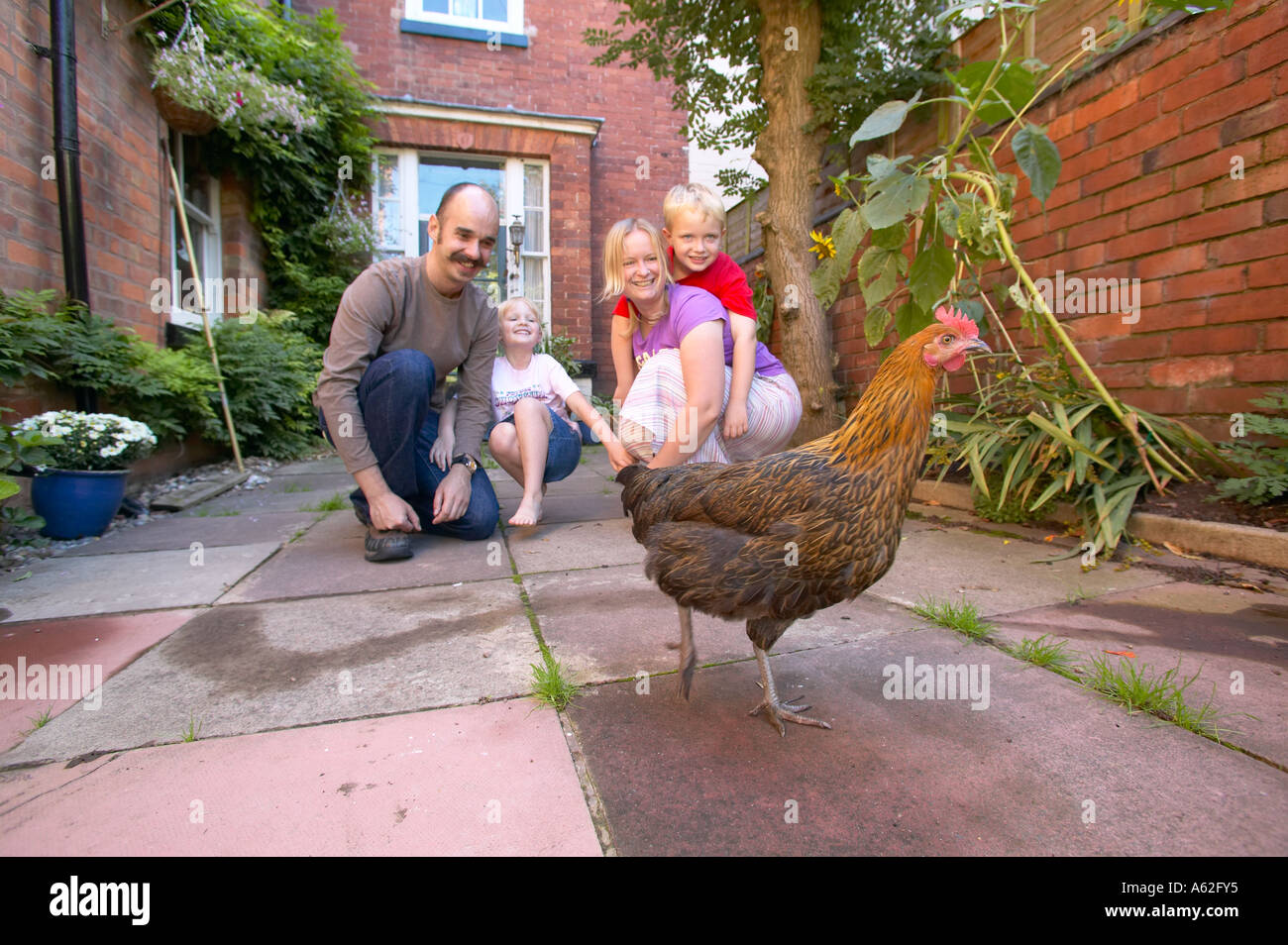 Animal chicken on patio Banque D'Images