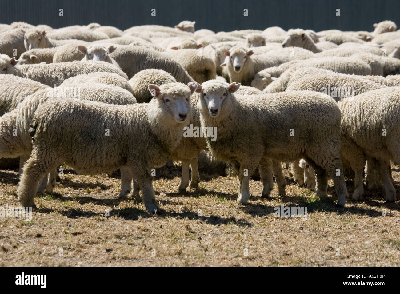 Troupeau de moutons Mérinos ile sud Nouvelle Zelande Catlins Banque D'Images