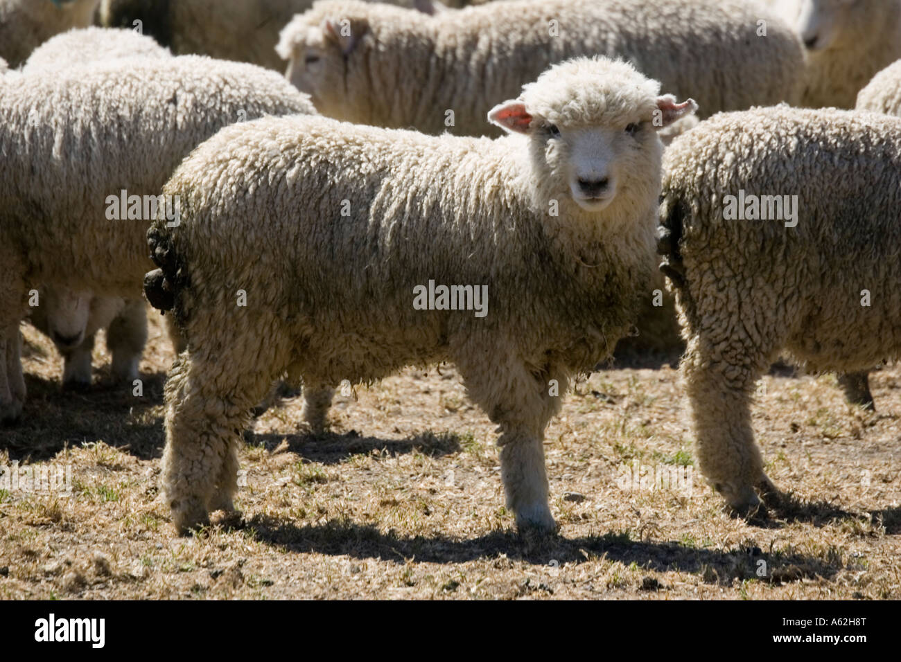 Troupeau de moutons Mérinos ile sud Nouvelle Zelande Catlins Banque D'Images