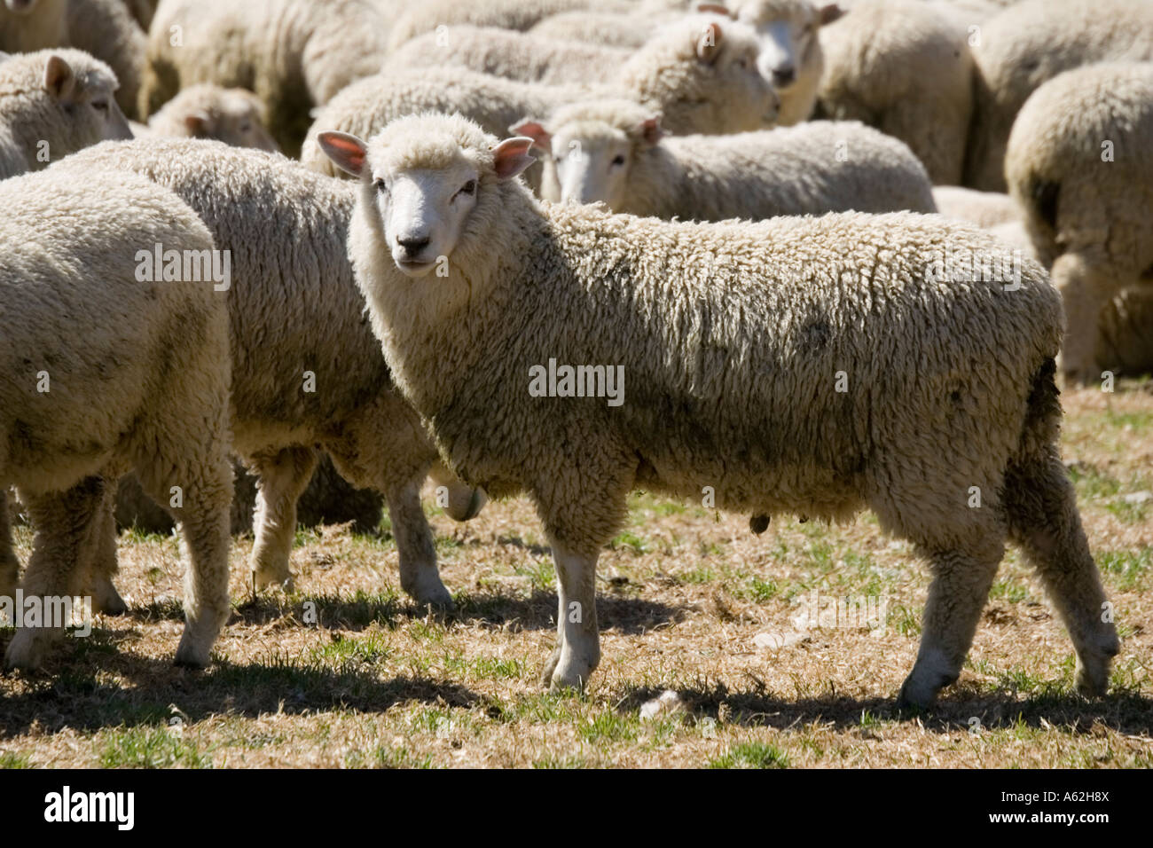 Troupeau de moutons Mérinos ile sud Nouvelle Zelande Catlins Banque D'Images