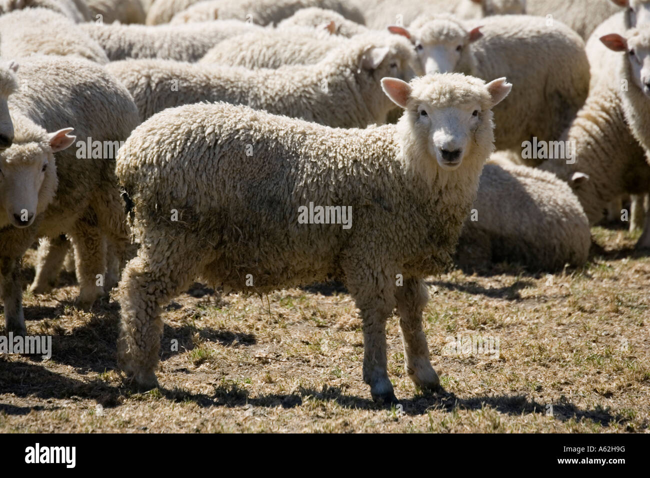Troupeau de moutons Mérinos ile sud Nouvelle Zelande Catlins Banque D'Images