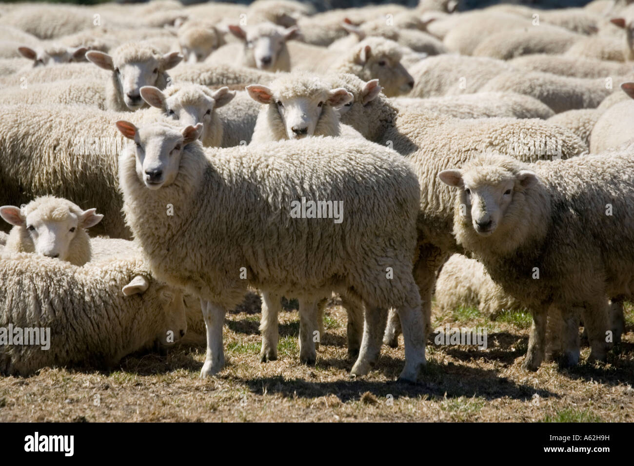 Troupeau de moutons Mérinos ile sud Nouvelle Zelande Catlins Banque D'Images