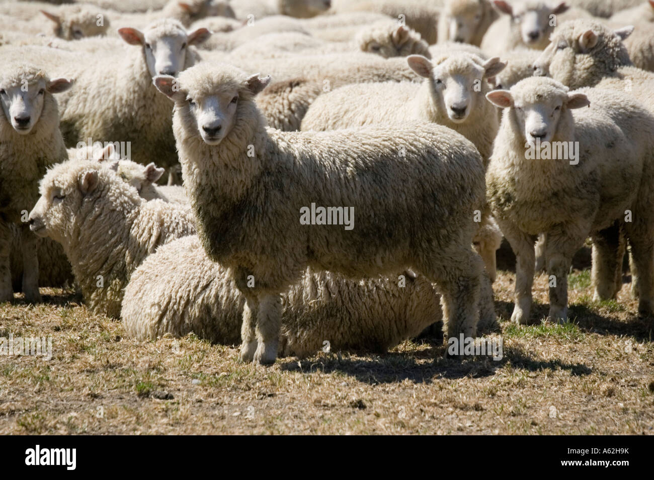 Troupeau de moutons Mérinos ile sud Nouvelle Zelande Catlins Banque D'Images