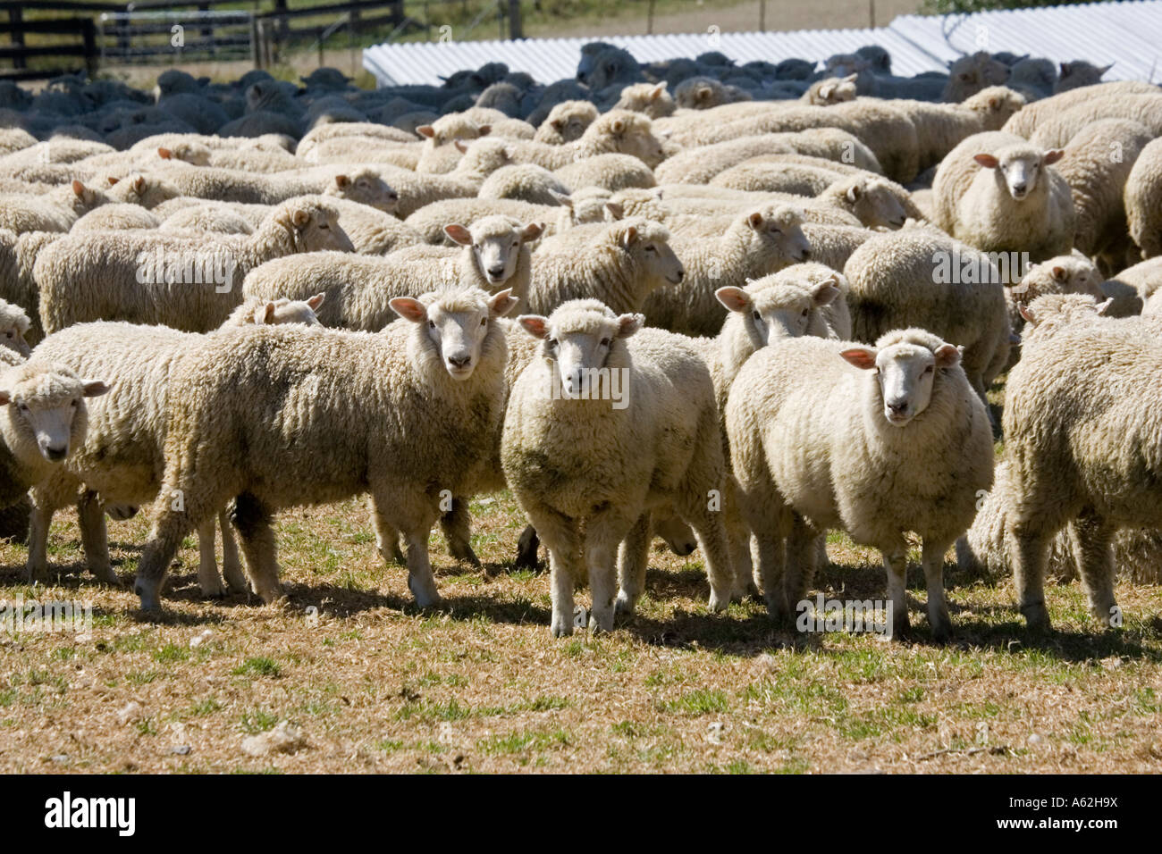 Troupeau de moutons mérinos en attente de Catlins cisaillement ile sud Nouvelle Zelande Banque D'Images