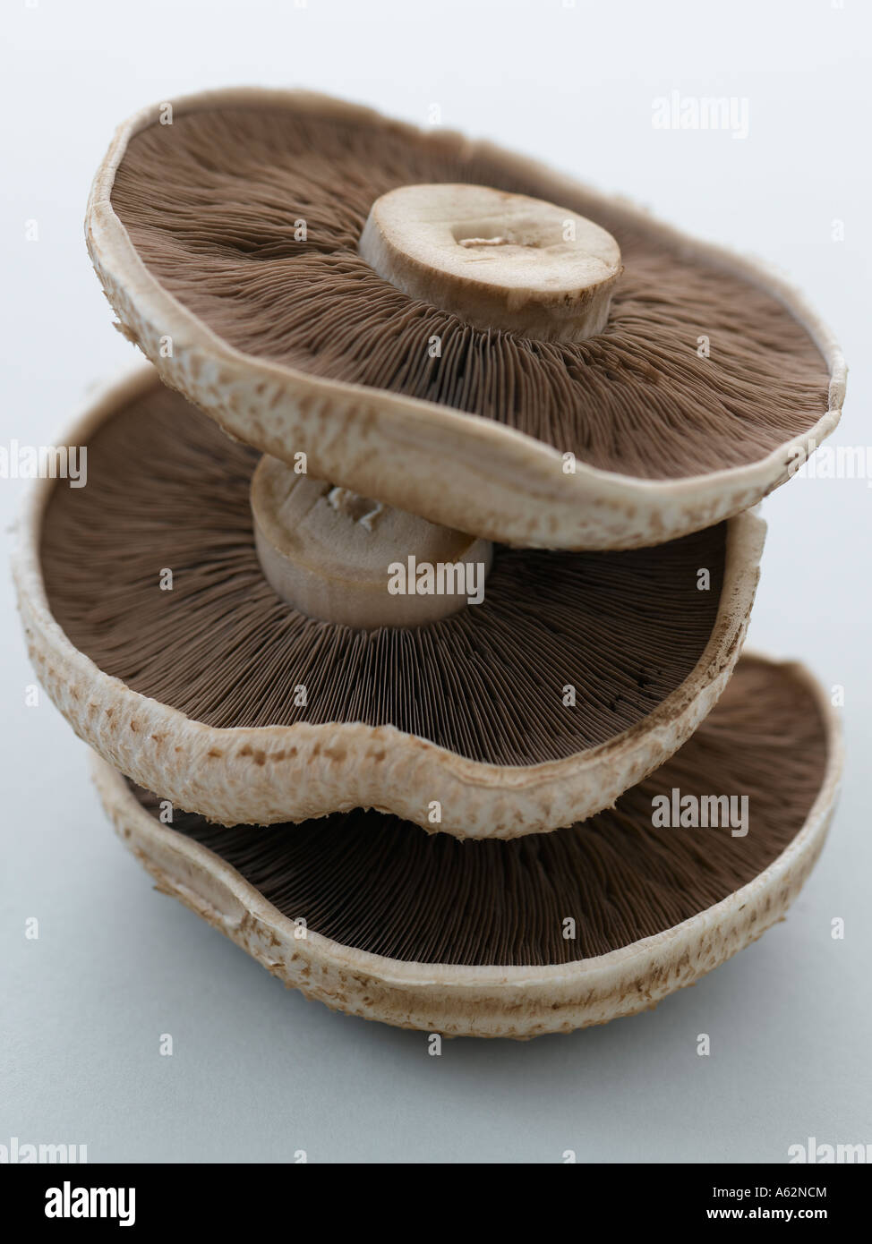 Champignons tournés avec un appareil photo numérique moyen format professionnel Banque D'Images