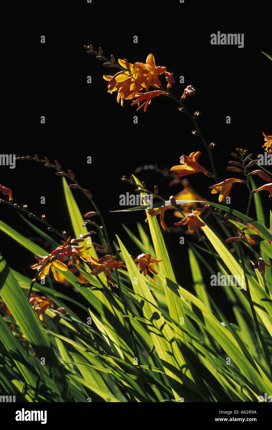 L'Australie Tasmanie fleurs orange vif au bord de la forêt près de la ville de Rosebery dans l'ouest de la Tasmanie Banque D'Images