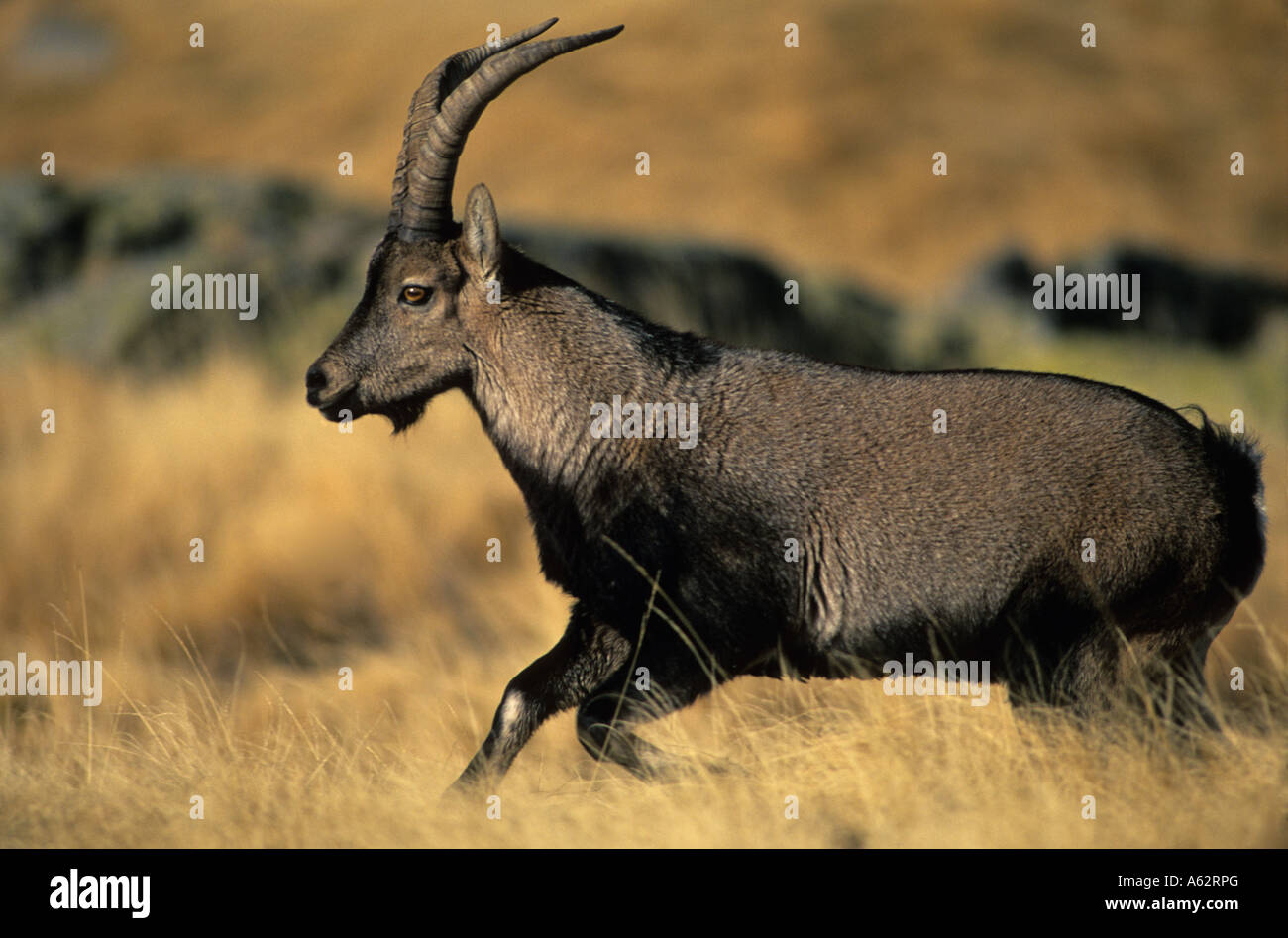 L'espagnol Ibex Capra pyrenaica exécutant Espagne Banque D'Images