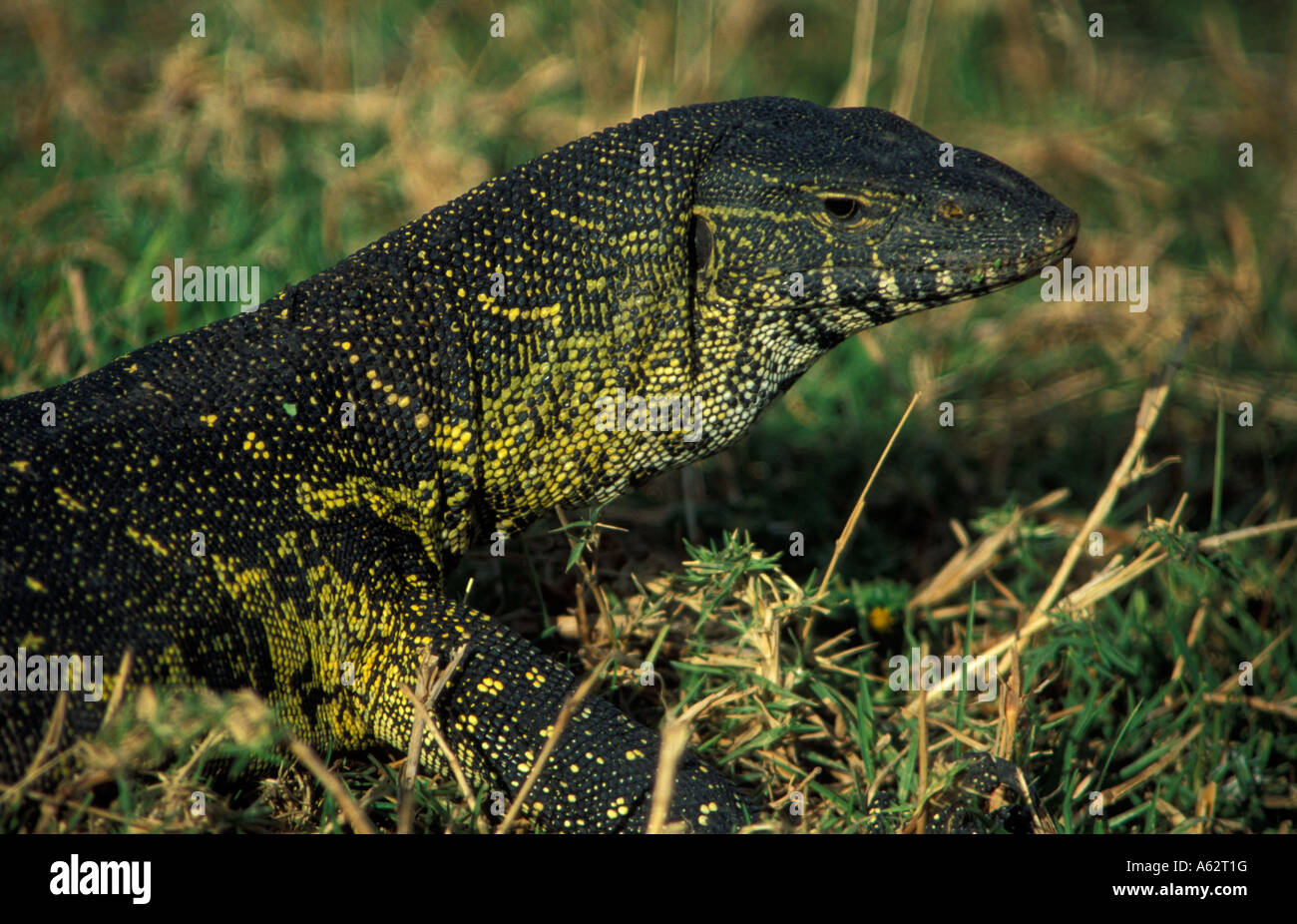 Nile monitor Vanellus niloticus Ngorongoro Crater Tanzanie Banque D'Images