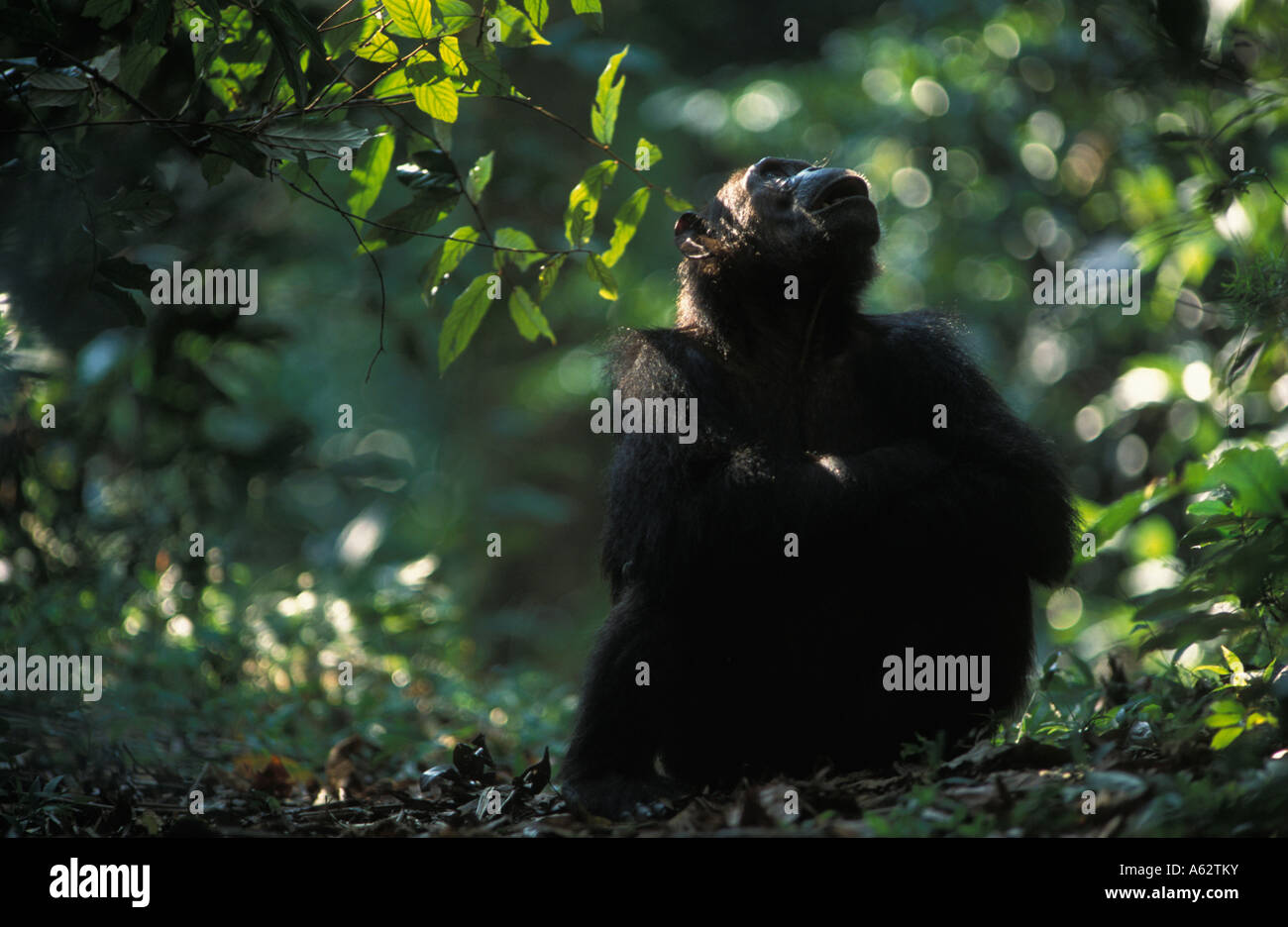 Chimpanzé, Pan troglodytes dans une forêt dense dans le Parc National de Gombe Stream Tanzanie Banque D'Images