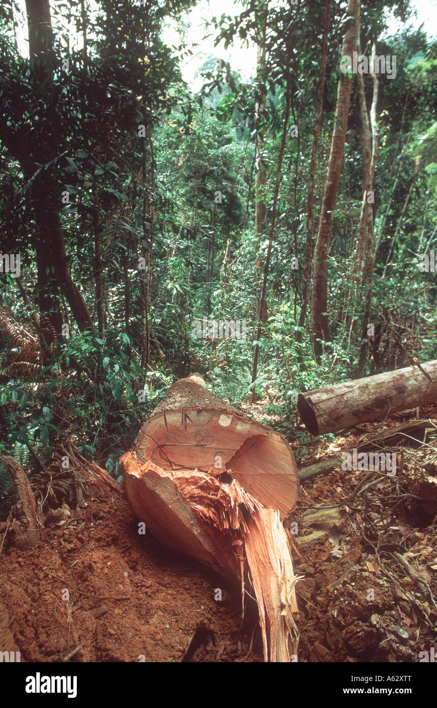Un grand arbre abattu dans les forêts de diptérocarpacées de Malaisie Banque D'Images